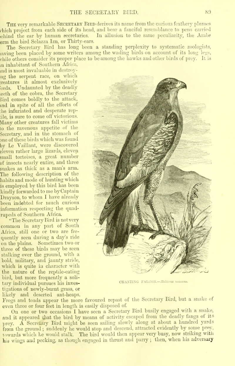 THE SECKETAi:V 80 The very remarkable Srcretaky liiKD derives its muw i'rnm tlic curious featlicry pinnies I'liich project froin each side of its head, and bear a i'ancifiU resemblance to pens carried mhind the car by human secretaries. lu allusiou to the same peculiarity, the Arab? erm the bird Selazza Izu, or Thu-ty-ears. The Secretary liird has long been a standing })erplexity to systematic zoologists, laving been ])lae('d by some writers among the wading birds on account of its long leg.'-, vhile others consider its proper place to be among tlie hawks and other birds of prey. It is M inhal)itaut of Southern Africa, md is most invalualjle in destroy- ng the serpent race, on which ireatures it almost exclusively 'iHuls. Undaunted by the deadly (•(■til of the col)ra, the Secretary r.ird comes boldly to the attack, vnd in spite of all the ellbrts of he infuriated and desperate rep- tile, is sure to come off victorious. Many other creatures fall victims lo the ravenous appetite o\' the Secretary, and in the stomach of Due of these birds which was found by Le Vaillant, were discovered eleven rather large lizards, eleven small tortoises, a great number of insects nearly entire, and three snakes as thick as a man's arm. The following description of the habits and mode of hunting which is em])loyed by this bird has been kindly forwarded to me by Captain Drayson, to whom I have already been indebteil for much curious information respecting the quad- rupeds of Southern Africa, The Secretary lUrd is not very common in any part of South Africa, still one or two are fre- quently seen during a day's ride on the plains. Sometimes two or three of these buds may be seen stalking over the ground, with a bohl, military, and jaunty stride, which is quite iu character with the nature of the reptde-cating bird, but more frequently a soli- tary individual pursues his inves- tigations of newly-burnt grass, or likely and deserted ant-heaps. Frogs and toads appear the moro favoured repast of the Secretary Bird, but a snake of even three or four feet in length is easily disposed of. and it appeared that the bird by means of activity escaped from the deadly fangs of its ])rey. A Secretary Bird might be seen sailing slowly along at about a hundred yards from the ground ; suddenly he would stop and descend, attracted evidently by some jirey. towards which he would stalk. The bird would then appear veiy busy, now striking witli his wings and pecking, as though engaged in thrust and pariy ; then, when his adversary CU.^XTING FALCON.—.l/dkiiu: laitjicuj.