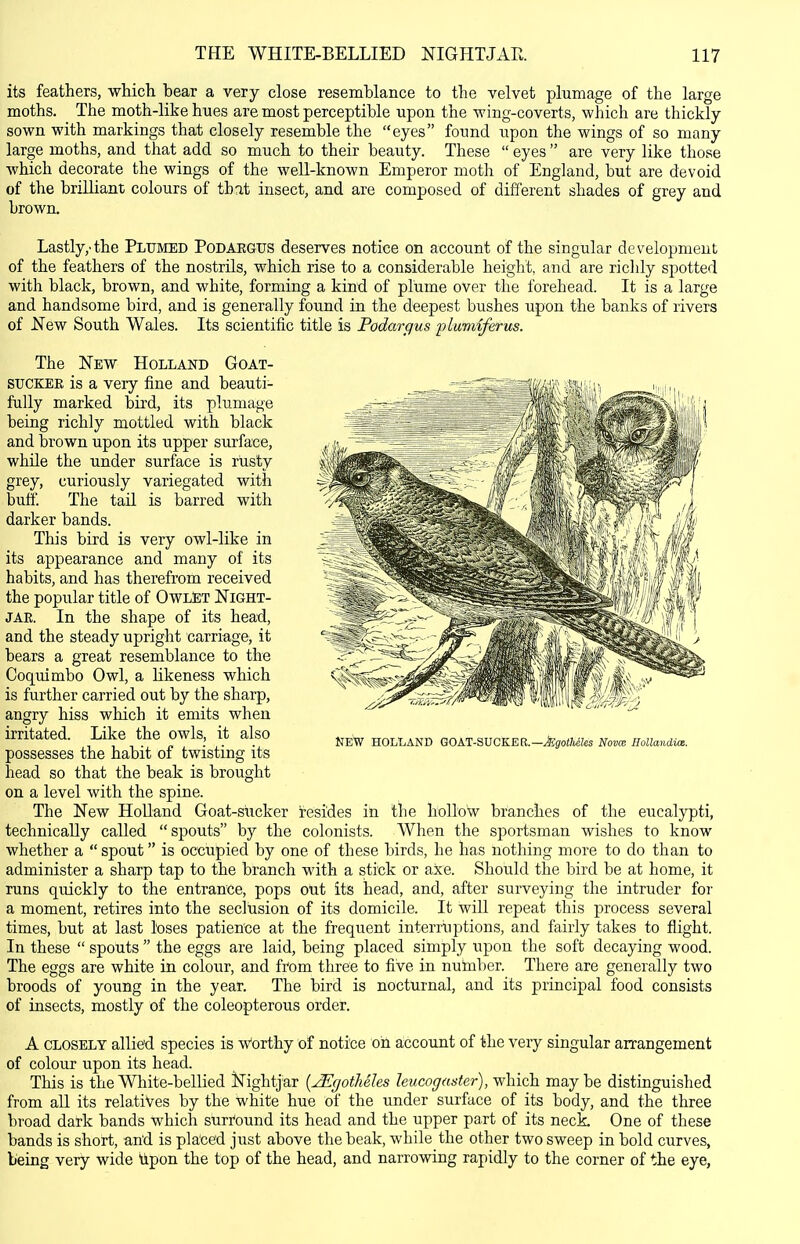 its feathers, which bear a very close resemblance to the velvet plumage of the large moths. The moth-like hues are most perceptible upon the wing-coverts, which are thickly- sown with markings that closely resemble the eyes found upon the wings of so many large moths, and that add so much to their beauty. These  eyes  are very like those which decorate the wings of the weU-known Emperor moth of England, but are devoid of the brilliant colours of that insect, and are composed of different shades of grey and brown. Lastly,'the Plumed Podargtjs deserves notice on account of the singular development of the feathers of the nostrils, which rise to a considerable height, and are richly spotted with black, brown, and white, forming a kind of plume over the forehead. It is a large and handsome bird, and is generally found in the deepest bushes upon the banks of rivers of JSTew South Wales. Its scientific title is Podargus pluviiferus. The New Holland Goat- STJCKEE is a very fine and beauti- fully marked bird, its plumage being richly mottled with black and brown upon its upper surface, while the under surface is rusty grey, curiously variegated with buff. The tail is barred with darker bands. This bird is very owl-like in its appearance and many of its habits, and has therefrom received the popular title of OwLteT Night- jar. In the shape of its head, and the steady upright carriage, it bears a great resemblance to the Coquimbo Owl, a likeness which is further carried out by the sharp, angry hiss which it emits when irritated. Like the owls, it also possesses the habit of twisting its head so that the beak is brought on a level with the spine. The New HoUand Goat-siicker resides in the hollow branches of the eucalypti, technically called spouts by the colonists. When the sportsman wishes to know whether a  spout is occupied by one of these birds, he has nothing more to do than to administer a sharp tap to the branch with a stick or axe. Should the bird be at home, it runs quickly to the entrance, pops out its head, and, after surveying the intruder for a moment, retires into the seclusion of its domicile. It will repeat this process several times, but at last loses patience at the frequent interruptions, and fairly takes to flight. In these  spouts  the eggs are laid, being placed simply upon the soft decaying wood. The eggs are white in colour, and from three to five in number. There are generally two broods of young in the year. The bird is nocturnal, and its principal food consists of insects, mostly of the coleopterous order. A CLOSELY allied species is w'orthy of notice oil account of the very singular arrangement of colour upon its head. This is the White-bellied Nightjar {^gotMIes leucog aster), which, maybe distinguished from all its relatives by the white hue of the under surface of its body, and the three broad dark bands which surround its head and the upper part of its neck. One of these bands is short, arid is placed just above the beak, while the other two sweep in bold curves, being very wide \ipon the top of the head, and narrowing rapidly to the corner of the eye, NEW HOLLAND GOkT-'S.VGKER.—^.gotUUs Novce HoUandice.