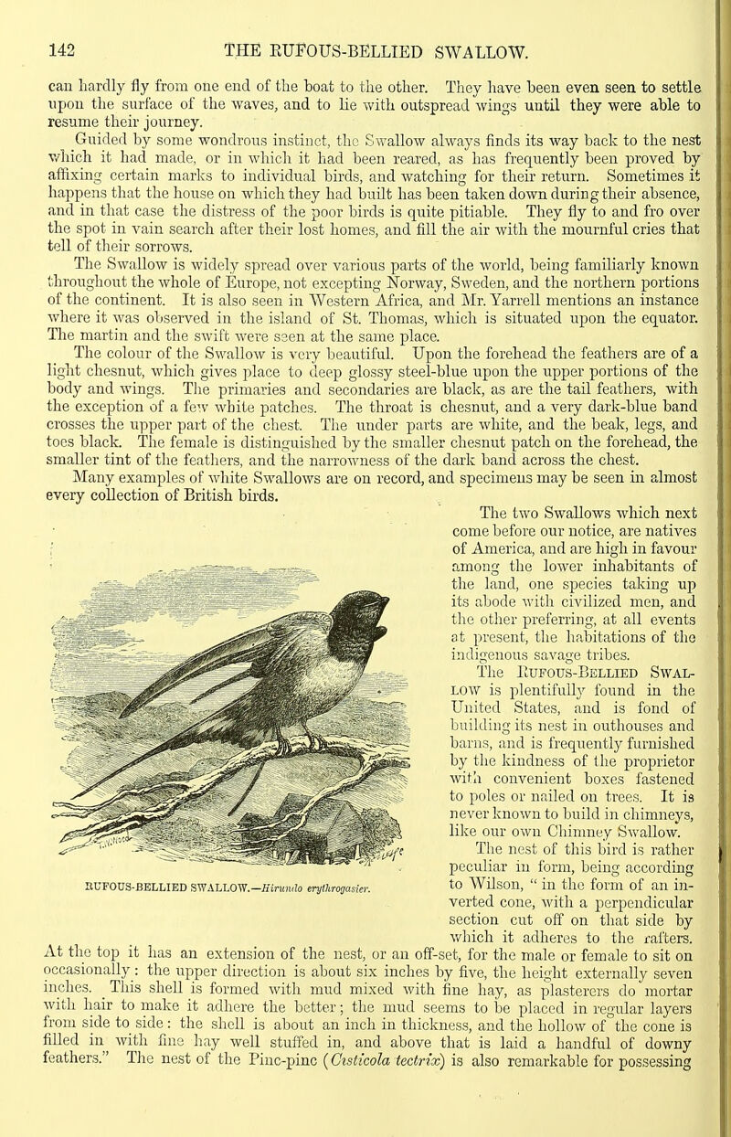 can hardly fly from one end of the boat to the other. They have been even seen to settle upon the surface of the waves, and to lie with outspread wings until they were able to resume their journey. Guided by some wondrous instinct, the Swallow always finds its way back to the nest which it had made, or in which it had been reared, as has frequently been proved by affixing certain marks to individual birds, and watching for their return. Sometimes it happens that the house on which they had built has been taken down during their absence, and in that case the distress of the poor birds is quite pitiable. They fly to and fro over the spot in vain search after their lost homes, and fill the air with the mournful cries that tell of their sorrows. The Swallow is widely spread over various parts of the world, being familiarly known throughout the whole of Europe, not excepting Norway, Sweden, and the northern portions of the continent. It is also seen in Western Africa, and Mr. Yarrell mentions an instance where it was observed in the island of St. Thomas, which is situated upon the equator. The martin and the swift were seen at the same place. The colour of the Swallow is very beautiful. Upon the forehead the feathers are of a light chesnut, which gives place to deep glossy steel-blue upon the upper portions of the body and wings. The primaries and secondaries are black, as are the tail feathers, with the exception of a few white patches. The throat is chesnut, and a very dark-blue band crosses the upper part of the chest. The under parts are white, and the beak, legs, and toes black. The female is distinguished by the smaller chesnut patch on the forehead, the smaller tint of the feathers, and the narrowness of the dark band across the chest. Many examples of white Swallows are on record, and specimens may be seen in almost every collection of British birds. The two Swallows which next come before our notice, are natives : of America, and are high in favour among the lower inhabitants of the land, one species taking up its abode with civilized men, and the other preferring, at all events at present, the habitations of the indigenous savage tribes. The Eufous-Bellied Swal- low is plentifully ibund in the United States, and is fond of building its nest in outhouses and barns, and is frequently furnished by the kindness of the proprietor with convenient boxes fastened to poles or nailed on trees. It is never known to build in chimneys, like our own Chinmey Swallow. The nest of this bird is rather peculiar in form, being according to Wilson,  in the form of an in- verted cone, with a perpendicular section cut off on that side by which it adheres to the rafters. At the top it has an extension of the nest, or an off-set, for the male or female to sit on occasionally: the upper direction is about six inches by five, the height externally seven inches. _ This shell is formed with mud mixed with fine hay, as plasterers do mortar with hair to make it adhere the better; the mud seems to be placed in regular layers from side to side: the shell is about an inch in thickness, and the hollow of the cone is filled in^ with fine hay well stuffed in, and above that is laid a handful of downy feathers. The nest of the Piuc-pinc {Ctsticola tectrix) is also remarkable for possessing nUFOUS-BELLIED SWALLOW.—iiinimjo eryihrogasier.
