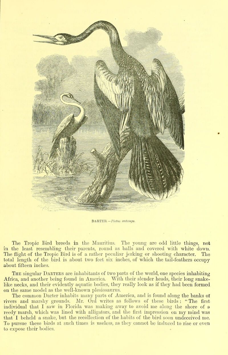 DAETER.—PJofMs anhiruja. The Tropic Bird breeds in the Mauritius. The young are odd little things, not in the least resembling tlieir parents, round as balls and covered with white down. The llight of the Tropic Bird is of a rather peculiar jerking or shooting character. The total length of the bird is about two I'eet six inches, of which the tail-feathers occupy about fifteen inches. The singular Daetees are inhabitants of two parts of the world, one species inhabiting Africa, and another being found in America. With their slender heads, their long snake- like necks, and their evidently aquatic bodies, they really look as if they had been formed on the same model as the well-known plesiosaurus. The common Darter inhabits many parts of America, and is found along the banks ot rivers and marshy grounds. Mr. Ord writes as follows of these birds :  The first individual that I saw in Florida was making away to avoid me along the shore of a reedy marsh, which was lined with alligators, and the first impression on my mind was that I beheld a snake, but the recollection of the habits of the bird soon undeceived me. To pursue these birds at such times is useless, as they cannot be induced to rise or even to expose their bodies.