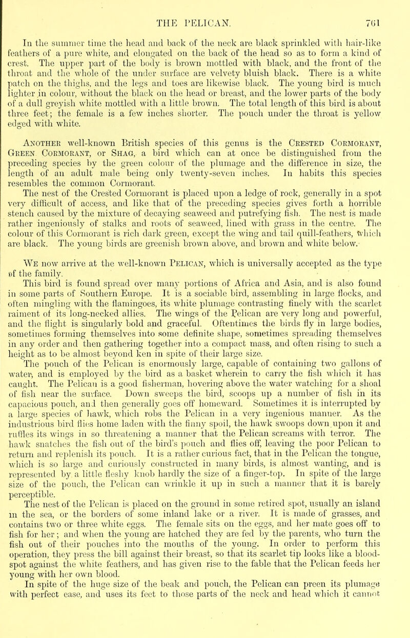 THE r ELI CAN. 7(il In the suinruer time the head and back of the neck are black sprinkled with hair-like feathers of a pure white, and elongated on the back of the head so as to form a kind of crest. The upper part of the body is brown mottled with black, and the front of tlie throat and the whole of the under surface are velvety bluish black. There is a white patch on the thighs, and the legs and toes are likewise black. The young bird is much lighter in colour, witliout the black on the head or breast, and the lower parts of the body of a dull greyish white mottled with a little brown. The total length of this bird is about three feet; the female is a few inches shorter. The pouch under the throat is yellow edged with white. Another well-known British species of this genus is the Crested Cormorant, Green Cormorant, or Shag, a bird which can at once be distinguished from the preceding species by the green colour of the plumage and the difference in size, the length of an adult male being only twenty-seven inches. In habits this species resembles the common Cormorant. The nest of the Crested Cormorant is placed upon a ledge of rock, generally in a spot very difficult of access, and like that of the preceding species gives forth a horrible stench caused by the mixture of decaying seaweed and putrefying fish. The nest is made rather ingeniously of stalks and roots of seaweed, lined with grass in the centre. The colour of this Cormorant is rich dark green, except the wing and tail quill-feathers, ^'liicli are black. The young bii'ds are greenish brown above, and brown and wliite below. We now arrive at the well-known Pelican, which is universally accepted as the type of the family. This bird is found spread over many portions of Africa and Asia, and is also found in some parts of Southern Europe. It is a sociable bird, assembling in large flocks, and often mingling with the flamingoes, its white plumage contrasting finely with the scarlet raiment of its long-necked allies. The wings of the Pelican are very long and powerful, and the fliglit is singularly bold and gi'aceful. Oftentimes the birds fly in large bodies, sometimes forming themselves into some definite shape, sometimes spreading themselves in any order and then gathering together into a compact mass, and often rising to such a height as to be almost beyond ken in spite of their large size. The pouch of the Pelican is enormously large, capable of containing two gallons of watei'-, and is employed by the bird as a basket wherein to carry the fish which it has caught. The Pelican is a good fisherman, hovering above the water watching for a shoal of fish near the surface. Down sweeps the bird, scoops up a number of fish in its capacious pouch, and then generally goes off homeward. Sometimes it is interrupted by a large species of liawk, which robs the Pelican in a very ingenious manner. As the industrious bird flies home laden with the finny spoil, the hawk swoops down.upon it and ruffles its wings in so threatening a manner that the Pelican screams with terror. The hawk snatches the fish out of the bird's pouch and flies off, leaving the poor Pelican to return and replenish its pouch. It is a rather curious fact, that in the Pelican the tongue, which is so large and curiously constructed in many birds, is almost wanting, and is represented by a little fleshy kiwh hardly the size of a finger-top. In spite of the large size of the pouch, the Pelican can wrinkle it up in such a manner that it is barely perceptible. The nest of the Pelican is placed on the ground in some retired spot, usually an island m the sea, or the borders of some inland lake or a river. It is made of grasses, and contains two or three white eggs. The female sits on the eggs, and her mate goes off to fish for her; and when the young are hatched they are fed by the parents, who turn the fish out of their pouches into the mouths of the young. In order to perform this operation, they ^jress the bill against their breast, so that its scarlet tip looks like a blood- spot against the white feathers, and has given rise to the fable that the Pelican feeds her young with her own blood. In spite of the huge size of the beak and pouch, the Pelican can preen its plumage with perfect ease, and uses its feet to those parts of the neck and head which it canuDt