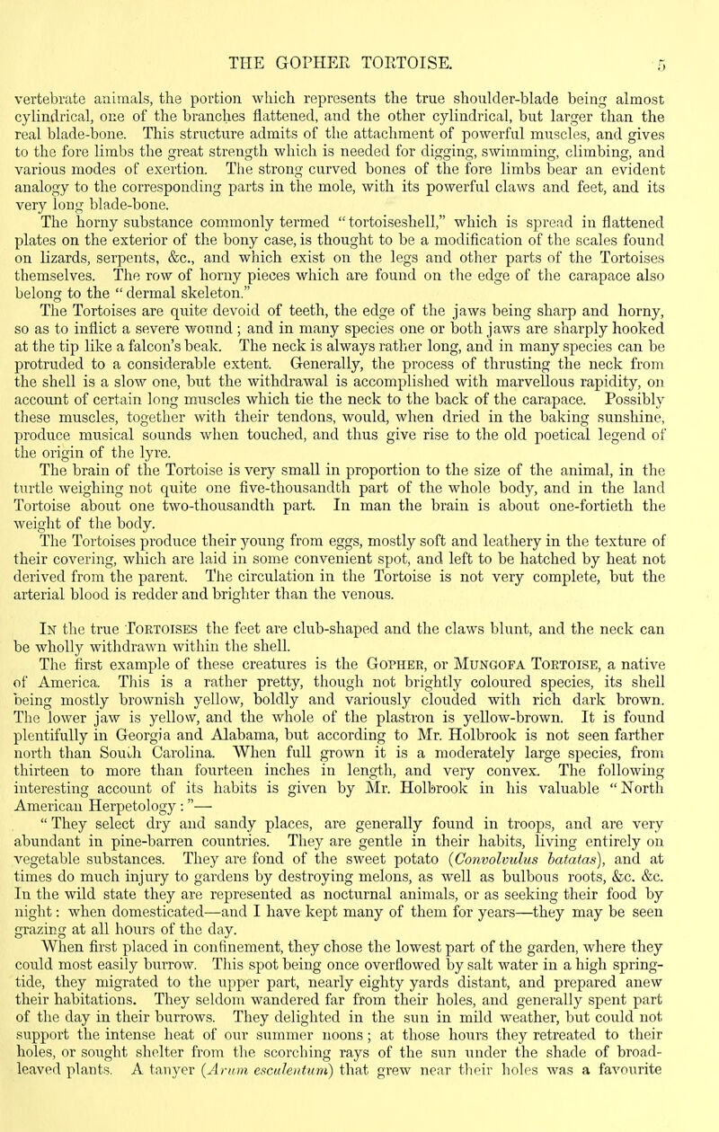 vertebrate animals, the portion which represents the true shoukler-blacle being almost cylindrical, one of the branches flattened, and the other cylindrical, but larger than the real blade-bone. This structure admits of the attachment of powerful muscles, and gives to the fore limbs the great strength which is needed for digging, swimming, climbing, and various modes of exertion. Tlie strong curved bones of the fore limbs bear an evident analogy to the corresponding parts in the mole, with its powerful claws and feet, and its very long blade-bone. The horny substance commonly termed  tortoiseshell, which is spread in flattened plates on the exterior of the bony case, is thought to be a modification of the scales found on lizards, serpents, &c., and which exist on the legs and other parts of the Tortoises themselves. The row of horny pieces which are found on the edge of the carapace also belong to the  dermal skeleton. The Tortoises are quite devoid of teeth, the edge of the jaws being sharp and horny, so as to inflict a severe wound ; and in many species one or both jaws are sharply hooked at the tip like a falcon's beak. The neck is always rather long, and in many species can be protruded to a considerable extent. Generally, the process of thrusting the neck from the shell is a slow one, but the withdrawal is accomplished with marvellous rapidity, on account of certain long muscles which tie the neck to the back of the carapace. Possibly these muscles, together with their tendons, would, when dried in the baking sunshine, produce musical sounds when touched, and thus give rise to the old poetical legend of the origin of the lyre. The brain of the Tortoise is very small in proportion to the size of the animal, in the turtle weighing not quite one five-thousandth part of the whole body, and in the land Tortoise about one two-thousandth part. In man the brain is about one-fortieth the weight of the body. The Tortoises produce their young from eggs, mostly soft and leathery in the texture of their covering, which are laid in some convenient spot, and left to be hatched by heat not derived from the parent. The circulation in the Tortoise is not very complete, but the arterial blood is redder and brigliter than the venous. In the true Tortoises the feet are club-shaped and the claws blunt, and the neck can be wholly withdrawn within the shell. The first example of these creatures is the Gopher, or Mungofa Tortoise, a native of America. This is a rather pretty, though not brightly coloured species, its shell being mostly brownish yellow, boldly and variously clouded with rich dark brown. The lower jaw is yellow, and the whole of the plastron is yeUow-brown. It is found plentifully in Georgia and Alabama, but according to Mr. Holbrook is not seen farther north than South Carolina. When full grown it is a moderately large species, from thirteen to more than fourteen inches in length, and very convex. The following interesting account of its habits is given by Mr. Holbrook in his valuable North American Herpetology: —-  They select dry and sandy places, are generally found in troops, and are very abundant in pine-barren countries. They are gentle in their habits, living entirely on vegetable substances. They are fond of the sweet potato {Convolvulus batatas), and at times do much injury to gardens by destroying melons, as well as bulbous roots, &c. &c. In the wild state they are represented as nocturnal animals, or as seeking their food by night: when domesticated—and I have kept many of them for years—they may be seen grazing at all hours of the day. When first placed in confinement, they chose the lowest part of the garden, wliere they could most easily burrow. This spot being once overflowed Toy salt water in a high spring- tide, they migrated to the upper part, nearly eighty yards distant, and prepared anew their habitations. They seldom wandered far from their holes, and generally spent part of the day in their burrows. They delighted in the sun in mild weather, but could not support the intense heat of our summer noons; at those hours they retreated to their holes, or sought shelter from the scorching rays of the sun under the shade of broad- leaved plants. A tanyer {Arum esculentuin) that grew near their holes was a favourite
