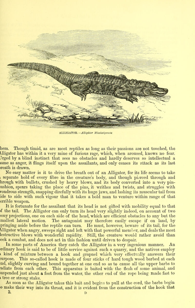 ALLIGATOR. —Alligator Mississipensis hem. Though timid, as are most reptiles as long as their passions are not touched, the Alligator has within it a very mine of fuiious rage, which, when aroused, knows no fear. Jrged by a blind instinct that sees no obstacles and hardly deserves so intellectual a lame as anger, it flings itself upon the assailants, and only ceases its attack as its last )reath is drawn. No easy matter is it to drive the breath out of an Alligator, for its life seems to take I separate hold of every fibre in the creature's body, and though pierced through and hrough with bullets, crushed by heavy blows, and its body converted into a very pin- lushion, spears taking the place of the pins, it writhes and twists, and struggles with Fondrous strength, snapping direfully with its huge jaws, and lashing its muscular tail from ide to side with such vigour that it takes a bold man to venture within range of that errible weapon. It is fortunate for the assailant that its head is not gifted with mobility equal to that »f the tail. The AlKgator can only turn its head very slightly indeed, on account of two )ony projections, one on each side of the head, which are eiiicient obstacles to any but the mallest lateral motion. The antagonist may therefore easily escape if on land, by ipringing aside before the reptile can turn. He must, however, beware of its tail, for the Uligator when angry, sweeps right and left with that powerful member, and deals the most lestructive blows with wonderful rapidity. Still, the creature would rather avoid than ieek a combat, and does not act in this fashion until driven to despair. In some parts of America they catch the Alligator in a very ingenious manner. An )rdinary hook is said to be of little service against such a quarry, and the natives employ i kind of mixture between a hook and grapnel which very effectually answers their )urpose. This so-called hook is made of four sticks of hard tough wood barbed at each ind, slightly curving and bound together at one end so as to cause all the upper barbs to •adiate from each other. This apparatus is baited with the flesh of some animal, and iuspended just about a foot from the water, the other end of the rope being made fast to I tree or strong stake. As soon as the Alligator takes this bait and begins to puU at the cord, the barbs begin ;o make their way into its throat, and it is evident from the constnxction of the hook that 3. D