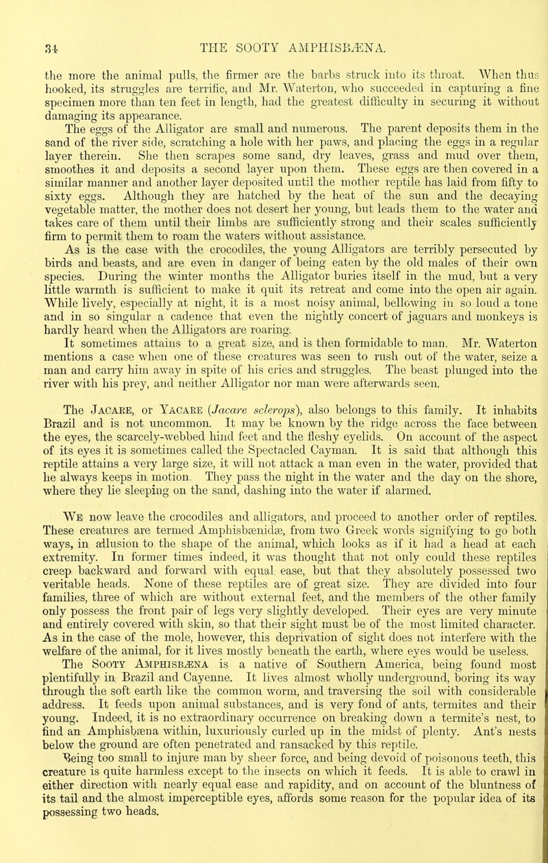 THE SOOTY AMPHISB^NA. tlie more the animal pulls, the firmer &m the barbs struck into its throat. When thus hooked, its struggles are terrific, and Mr. Waterton, who succeeded in ca.pturing a fine specimen more than ten feet in length, had the greatest difficulty in securing it without damaging its appearance. The eggs of the Alligator are small and numerous. The parent deposits them in the sand of the river side, scratching a hole with her paws, and placing the eggs in a regular layer therein. She then scrapes some sand, dry leaves, grass and mud over them, smoothes it and deposits a second layer upon them. These eggs are then covered in a similar manner and another layer deposited until the mother reptile has laid from fifty to sixty eggs. Although they are hatched by the heat of the sun and the decaying vegetable matter, the mother does not desert her young, but leads them to the water and takes care of them until their limbs are sufficiently strong and their scales sufficientlj- firm to permit them to roam the waters without assistance. As is the case with the crocodiles, the young Alligators are terribly persecuted by birds and beasts, and are even in danger of being eaten by the old males of their own species. During the winter months the Alligator buries itself in the mud, but a very little warmth is sufficient to make it quit its retreat and come into the open air again. While lively, especially at night, it is a most noisy animal, bellowing in so loud a tone and in so singular a cadence that even the nightly concert of jaguars and monkeys is hardly heard when the Alligators are roaring. It sometimes attains to a great size, and is then formidable to man. Mr. Waterton mentions a case when one of these creatures was seen to rush out of the water, seize a man and carry him away in spite of his cries and struggles. The beast plunged into the river with his prey, and neither Alligator nor man were afterwards seen. The Jacaeb, or Yacare {Jacare sclerops), also belongs to this family. It inhabits Brazil and is not uncommon. It may be known by the ridge across the face between the eyes, the scarcely-webbed hind feet and the fleshy eyelids. On account of the aspect of its eyes it is sometimes called the Spectacled Cayman. It is said that although this reptile attains a very large size, it will not attack a man even in the water, provided that he always keeps in motion. They pass the night in the water and the day on the shore, where they lie sleeping on the sand, dashing into the water if alarmed. We now leave the crocodiles and alligators, and proceed to another order of reptiles. These creatures are termed Amphisbsenidse, from two Greek words signifying to go both ways, in allusion to the shape of the animal, which looks as if it had a head at each extremity. In former times indeed, it was thought that not only could these reptiles creep backward and forward with ecj^ual ease, but that they absolutely possessed two veritable heads. None of these reptiles are of great size. They are divided into four families, three of which are without external feet, and the memloers of the other family only possess the front pair of legs very slightly developed. Their eyes are very minute and entirely covered with skin, so that their sight must be of the most limited character. As in the case of the mole, however, this deprivation of sight does not interfere with the welfare of the animal, for it lives mostly beneath the earth, where eyes would be useless. The Sooty Amphisb^na is a native of Southern America, being found most plentifully in Brazil and Cayenne. It lives almost wholly underground, boring its way through the soft earth like the common worm, and traversing the soil with considerable address. It feeds upon animal substances, and is very fond of ants, termites and their young. Indeed, it is no extraordinary occurrence on breaking down a termite's nest, to find an Amphisbsena within, luxuriously curled up in the midst of plenty. Ant's nests below the gi'ound are often penetrated and ransacked by this reptile. ■^eing too small to injure man by sheer force, and being devoid of poisonous teeth, this creature is quite harmless except to the insects on which it feeds. It is able to crawl in either direction with nearly equal ease and rapidity, and on account of the bluntness of its tail and the almost imperceptible eyes, affords some reason for the popular idea of its possessing two heads.