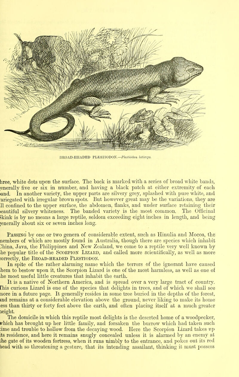 BR0^U3-HEADED FhESl'iODOK.—nestiodoii Idticcps. hree, white dots upon the surface. The back is marked with a series of broad wliite bands, ;enerally five or six in number, and having a blaclv patch at either extremity of eacli •and. In another variety, the upper parts are silvery grey, splashed with pure white, and ■ariegated with irregular brown spots. But however great may be the variations, they are ,11 confined to the upper surface, the abdomen, flanks, and under surface retaining their )eautiful silvery whiteness. The banded variety is the most common. The Officinal )kink is by no means a large reptile, seldom exceeding eight inches in length, and being ;enerally about six or seven inches long. Passing by one or two genera of considerable extent, such as Hinulia and Mocoa, the nembers of which are mostly found in Australia, though there are species wliich inhabit jhina, Java, the Philippines and New Zealand, we come to a reptile very well known by be popular title of the Scobpion Lizard, and called more scientiflcally, as well as more lorrectly, the Beoad-headed Plestiodon. In spite of the rather alarming name which the terrors of the ignorant have caused hem to bestow upon it, the Scorpion Lizard is one of the most harmless, as well as one of ihe most useful little creatures that inhabit the earth. It is a native of Northern America, and is spread over a very large tract of country. Chis curious Lizard is one of the species that delights in trees, and of which we shall see nore in a future page. It generally resides in some tree buried in the depths of the forest, md remains at a considerable elevation above the ground, never liking to make its home ess than thirty or forty feet above the earth, and often placing itself at a much greater leight. The domicile in which this reptile most delights is the deserted home of a woodpecker, tvhich has brought up her little family, and forsaken the burrow which had taken such lime and trouble to hollow from the decaying wood. Here the Scorpion Lizard takes up its residence, and here it remains snugly concealed unless it is alarmed by an enemy at ihe gate of its wooden fortress, when it runs nimbly to the entrance, and pokes out its red liead with so threatening a gesture, that its intending assailant, thinking it must possess