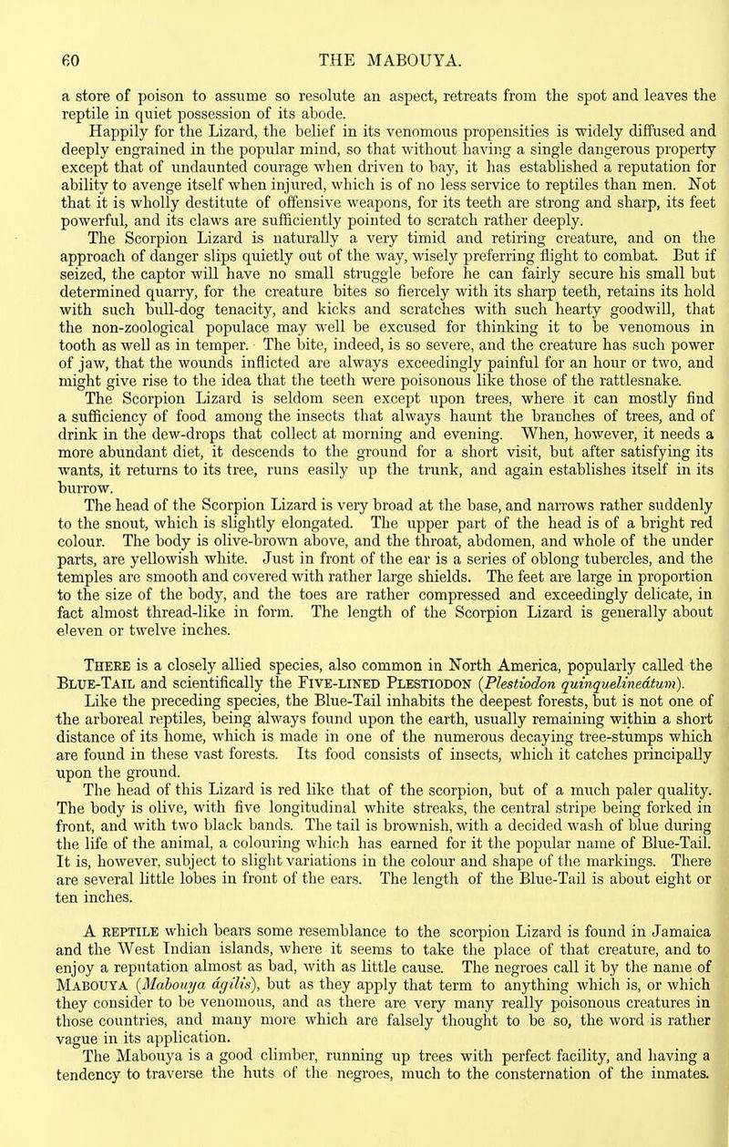 a store of poison to assume so resolute an aspect, retreats from the spot and leaves the reptile in quiet possession of its abode. Happily for the Lizard, the belief in its venomous propensities is widely diffused and deeply engrained in the popular mind, so that without having a single dangerous property except that of undaunted courage when driven to bay, it has established a reputation for ability to avenge itself when injured, which is of no less service to reptiles than men. Not that it is wholly destitute of offensive weapons, for its teeth are strong and sharp, its feet powerful, and its claws are sufficiently pointed to scratch rather deeply. The Scorpion Lizard is naturally a very timid and retiring creature, and on the approach of danger slips quietly out of the way, wisely preferring flight to combat. But if seized, the captor will have no small stmggle before he can fairly secure his small but determined quarry, for the creature bites so fiercely with its sharp teeth, retains its hold with such bull-dog tenacity, and kicks and scratches with such hearty goodwill, that the non-zoological populace may well be excused for thinking it to be venomous in tooth as well as in temper. The bite, indeed, is so severe, and the creature has such power of jaw, that the wounds inflicted are always exceedingly painful for an hour or two, and might give rise to the idea that the teeth were poisonous like those of the rattlesnake. The Scorpion Lizard is seldom seen except upon trees, where it can mostly find a sufficiency of food among the insects that always haunt the branches of trees, and of drink in the dew-drops that collect at morning and evening. When, however, it needs a more abundant diet, it descends to the ground for a short visit, but after satisfying its wants, it returns to its tree, runs easily up the trunk, and again establishes itself in its burrow. The head of the Scorpion Lizard is very broad at the base, and narrows rather suddenly to the snout, which is slightly elongated. The upper part of the head is of a bright red colour. The body is olive-brown above, and the throat, abdomen, and whole of the under parts, are yellowish white. Just in front of the ear is a series of oblong tubercles, and the temples are smooth and covered with rather large shields. The feet are large in proportion to the size of the body, and the toes are rather compressed and exceedingly delicate, in fact almost thread-like in form. The length of the Scorpion Lizard is generally about eleven or twelve inches. There is a closely allied species, also common in North America, popularly called the Blue-Tail and scientifically the Five-lined Plestiodon {Plestiodon quinquelinedtum). Like the preceding species, the Blue-Tail inhabits the deepest forests, but is not one of the arboreal reptiles, being always found upon the earth, usually remaining within a short distance of its home, which is made in one of the numerous decaying tree-stumps which are found in these vast forests. Its food consists of insects, which it catches principally upon the ground. The head of this Lizard is red like that of the scorpion, but of a imich paler quality. The body is olive, with five longitudinal white streaks, the central stripe being forked in front, and with two black bands. The tail is brownish, with a decided wash of blue during the life of the animal, a colouring which has earned for it the popular name of Blue-Tail. It is, however, subject to slight variations in the colour and shape of the markings. There are several little lobes in front of the ears. The length of the Blue-Tail is about eight or ten inches. A reptile which bears some resemblance to the scorpion Lizard is found in Jamaica and the West Indian islands, where it seems to take the place of that creature, and to enjoy a reputation almost as bad, with as little cause. The negroes call it by the name of Mabouya [Mahouya dgilis), but as they apply that term to anything which is, or which they consider to be venomous, and as there are very many really poisonous creatures in those countries, and many more which are falsely thought to be so, the word is rather vague in its application. The Mabouya is a good climber, running up trees with perfect facility, and having a tendency to traverse the huts of the negroes, much to the consternation of the inmates.