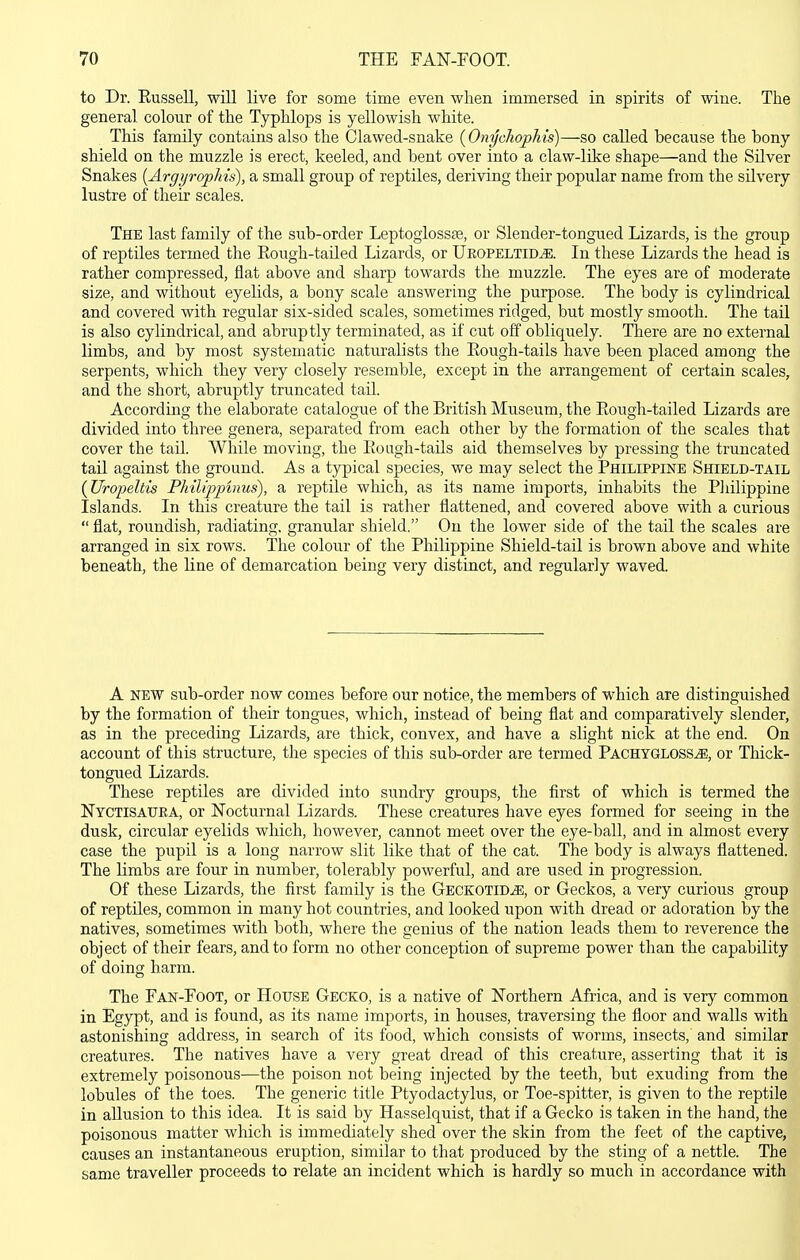 to Dr. Eussell, will live for some time even when immersed in spirits of wine. The general colour of the Typhlops is yellowish white. This family contains also the Clawed-snake {Onychopkis)—^so called because the bony shield on the muzzle is erect, keeled, and bent over into a claw-like shape—and the Silver Snakes [Argyrophis], a small group of reptiles, deriving their popular name from the silvery lustre of their scales. The last family of the sub-order Leptoglossse, or Slender-tongued Lizards, is the group of reptiles termed the Eough-tailed Lizards, or Ueopeltid^. In these Lizards the head is rather compressed, flat above and sharp towards the muzzle. The eyes are of moderate size, and without eyelids, a bony scale answering the purpose. The body is cylindrical and covered with regular six-sided scales, sometimes ridged, but mostly smooth. The tail is also cylindrical, and abruptly terminated, as if cut off obliquely. There are no external limbs, and by most systematic naturalists the Eough-tails have been placed among the serpents, which they very closely resemble, except in the arrangement of certain scales, and the short, abruptly truncated tail. According the elaborate catalogue of the British Museum, the Eough-tailed Lizards are divided into three genera, separated from each other by the formation of the scales that cover the tail. While moving, the Eough-tails aid themselves by pressing the truncated tail against the ground. As a typical species, we may select the Philippine Shield-tail (Uropeltis PMlippinus), a reptile which, as its name imports, inhabits the Pliilippine Islands. In this creature the tail is rather flattened, and covered above with a curious  flat, roundish, radiating, granular shield. On the lower side of the tail the scales are arranged in six rows. The colour of the Philippine Shield-tail is brown above and white beneath, the line of demarcation being very distinct, and regularly waved. A NEW sub-order now comes before our notice, the members of which are distinguished by the formation of their tongues, which, instead of being flat and comparatively slender, as in the preceding Lizards, are thick, convex, and have a slight nick at the end. On account of this structure, the species of this sub-order are termed Pachygloss^., or Thick- tongued Lizards. These reptiles are divided into sundry groups, the first of which is termed the Nyctisauea, or Nocturnal Lizards. These creatures have eyes formed for seeing in the dusk, circular eyelids which, however, cannot meet over the eye-ball, and in almost every case the pupil is a long narrow slit like that of the cat. The body is always flattened. The limbs are four in number, tolerably powerful, and are used in progression. Of these Lizards, the first family is the Geckotid^, or Geckos, a very curious group of reptiles, common in many hot countries, and looked upon with dread or adoration by the natives, sometimes with both, where the genius of the nation leads them to reverence the object of their fears, and to form no other conception of supreme power than the capability of doing harm. The Fan-Foot, or House Gecko, is a native of Northern Africa, and is very common in Egypt, and is found, as its name imports, in houses, traversing the floor and walls with astonishing address, in search of its food, which consists of worms, insects, and similar creatures. The natives have a very great dread of this creature, asserting that it is extremely poisonous—the poison not being injected by the teeth, but exuding from the lobules of the toes. The generic title Ptyodactylus, or Toe-spitter, is given to the reptile in allusion to this idea. It is said by Hasselquist, that if a Gecko is taken in the hand, the poisonous matter which is immediately shed over the skin from the feet of the captive, causes an instantaneous eruption, similar to that produced by the sting of a nettle. The same traveller proceeds to relate an incident which is hardly so much in accordance with