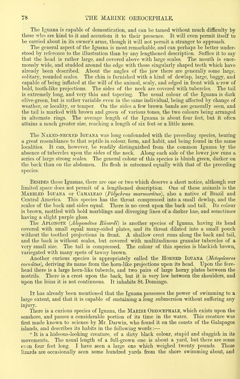 The Iguana is capable of domestication, and can be tamed without much difficulty by those wlio are kind to it and accustom it to their presence. It will even permit itself to be carried about in its owner's arms, though it will not permit a stranger to approach. The general aspect of the Iguana is most remarkable, and can perhaps be better under- stood by reference to the illustration than by any lengthened description. Suffice it to say that the head is rather large, and covered above with large scales. The mouth is enor- mously wide, and studded around the edge with those singularly shaped teeth which have already been described. About the angles of the jaw there are generally some large, solitary, rounded scales. The chin is furnished with a kind of dewlap, large, baggy, and capable of being inflated at the will of the animal, scaly, and edged in front with a-row of bold, tooth-like projections. The sides of the neck are covered with tubercles. The tail is extremely long, and very thin and tapering. The usual colour of the Iguana is dark olive-green, but is rather variable even in the same individual, being affected by change of weather, or locality, or temper. On the sides a few brown bands are generally seen, and the tail is marked with brown and green of various tones, the two colours being arranged in alternate rings. The average length of the Iguana is about four feet, but it often attains a much greater size, reaching a length of six feet or a little more. The Naked-necked Iguana was long confounded with the preceding species, bearing a great resemblance to that reptile in colour, form, and habit, and being found in the same localities. It can, however, be readily distinguished from the common Iguana by the absence of tubercles upon the sides of the neck. Along each side of the lower jaw runs a series of large strong scales. The general colour of this species is bluish green, darker on the back than on the abdomen. Its flesh is esteemed equally with that of the preceding species. Besides these Iguanas, there are one or two which deserve a short notice, although our limited space does not permit of a lengthened description. One of these animals is the Maebled Iguana or Camaleao {Polychrus marmordtus), also a native of Brazil and Central America. This species has the throat compressed into a small dewlap, and the scales of the back and sides equal. There is no crest upon the back and tail. Its colour is brown, mottled with bold marblings and diverging lines of a darker hue, and sometimes having a slight purple gloss. The Aplonotb {Alopondtus Ricardi) is another species of Iguana, having its head covered with small equal many-sided plates, and its throat dilated into a small pouch without the toothed projections in front. A shallow crest runs along the back and tail, and the back is without scales, but covered with multitudinous granular tubercles of a very small size. The tail is compressed. The colour of this species is blackish brown, variegated with many spots of tawny brown. Another curious species is appropriately called the Horned Iguana {Metopoceros cornutus), deriving its name from the horn-like projections upon its head. Upon the fore- head there is a large horn-like tubercle, and two pairs of large horny plates between the nostrils. There is a crest upon the back, but it is very low between the shoulders, and upon the loins it is not continuous. It inhabits St. Domingo. It has abeady been mentioned that the Iguana possesses the power of swimming to a large extent, and that it is capable of sustaining a long submersion without suffering any injury. There is a curious species of Iguana, the MARINE Oreocbphale, which exists upon the seashore, and passes a considerable portion of its time in the water. This creature was first made known to science by Mr. Darwin, who found it on the coasts of the Galapagos islands, and describes its habits in the following words :—  It is a hideous-looking creature, of a dirty black colour, stupid and sluggish in its movements. The usual length of a full-gTOwn one is about a yard, but there are some e^ en four feet long. I have seen a large one which weighed twenty pounds. These lizards are occasionally seen some hundred yards from the shore swimming about, and