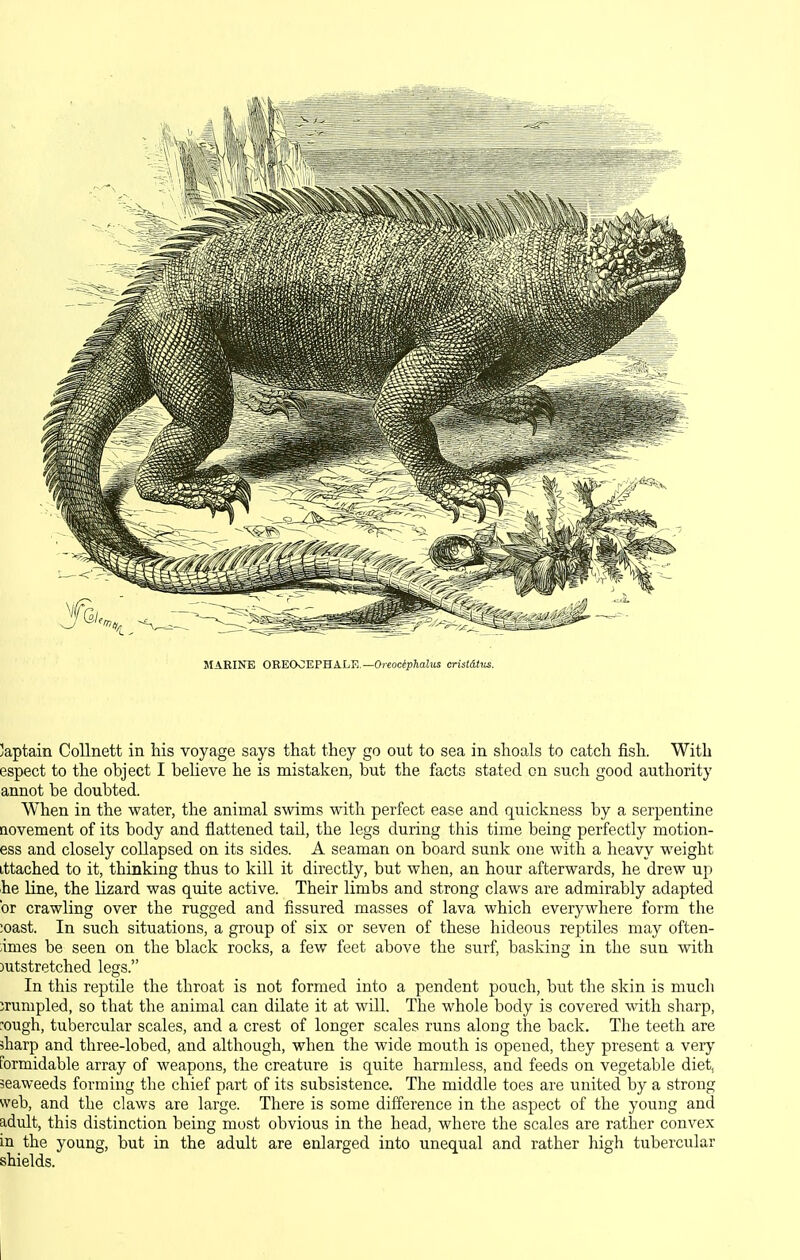 MARINE OREOJEPBALE.—Oreocephalus crisldtus. Japtain CoUnett in his voyage says that they go out to sea in shoals to catch fish. With espect to the object I believe he is mistaken, but the facts stated on such good authority annot be doubted. When in the water, the animal swims with perfect ease and quickness by a serpentine Qovement of its body and flattened tail, the legs during this time being perfectly motion- ess and closely collapsed on its sides. A seaman on board sunk one with a heavy weight ittached to it, thiBking thus to kill it directly, but when, an hour afterwards, he drew up he line, the lizard was quite active. Their limbs and strong claws are admirably adapted or crawling over the rugged and fissured masses of lava which everywhere form the ;oast. In such situations, a group of six or seven of these hideous reptiles may often- ;imes be seen on the black rocks, a few feet above the surf, basking in the sun with )utstretched legs. In this reptile the throat is not formed into a pendent pouch, but the skin is much jrunipled, so that the animal can dilate it at will. The whole body is covered with sharp, :ough, tubercular scales, and a crest of longer scales runs along the back. The teeth are sharp and three-lobed, and although, when the wide mouth is opened, they present a very formidable array of weapons, the creature is quite harmless, and feeds on vegetable diet, seaweeds forming the chief part of its subsistence. The middle toes are united by a strong web, and the claws are large. There is some difference in the aspect of the young and adult, this distinction being most obvious in the head, where the scales are rather convex in the young, but in the adult are enlarged into unequal and rather liigh tubercular shields.