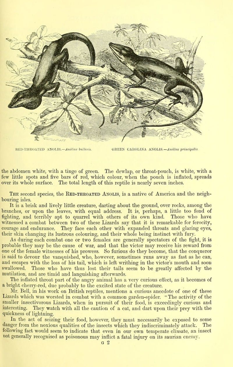 BEU-TIIROATED AtiOLlS.—AnoUvs buUdris. GREEN CAROLINA ANOLIS.—Andli-us principalis. the abdomen white, with a tinge of green. The dewlap, or throat-pouch, is white, with a few little spots and five bars of red, which colour, when the pouch is inflated, spreads over its whole surface. The total length of this reptile is nearly seven inches. The second species, the Eed-theoated Akolis, is a native of America and the neigh- bouring isles. It is a brisk and lively little creature, darting about the ground, over rocks, among the branches, or upon the leaves, with equal address. It is, perhaps, a little too fond of fighting, and terribly apt to quarrel with others of its own kind. Those who have witnessed a combat between two of these Lizards say that it is remarkable for ferocity, courage and endurance. They face each other with expanded throats and glaring eyes, their skin changing its lustrous colouring, and their whole being instinct with fur}^ As during each combat one or two females are generally spectators of the fight, it is probable they may be the cause of war, and that the victor may receive his reward from one of the female witnesses of his prowess. So furious do they become, that the conqueror is said to devour the vanquished, who, however, sometimes runs away as fast as he can, and escapes with the loss of his tail, which is left writhing in the victor's mouth and soon swallowed. Those who have thus lost their tails seem to be greatly affected by the mutilation, and are timid and languishing afterwards. The inflated throat part of the angry animal has a very curious effect, as it becomes of a briglit cherry-red, due probably to the excited state of the creature. Mr. Bell, in his work on British reptiles, mentions a curious anecdote of one of these Lizards which was worsted in combat with a common garden-spider.  The activity of the smaller insectivorous Lizards, when in pursuit of their food, is exceedingly curious and interesting. They watch with all the caution of a cat, and dart upon their prey with the quickness of lightning. In the act of seizing their food, how^ever, they must necessarily be exposed to some danger from the noxious qualities of the insects which they indiscriminately attack. The following fact would seem to indicate that even in our own temperate cliinate, an insect not generally recognised as poisonous may inflict a fatal injury on its saurian enemv. G 2