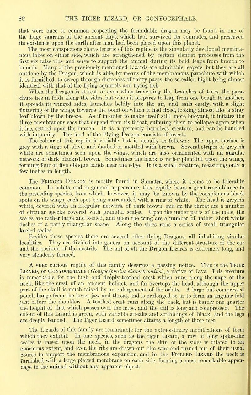 so THE TIGEE LIZAED, OE GONYOCEPHALE. that were once so common respecting the formidable dragon may be found in one of the huge saurians of the ancient days, which had survived its comrades, and preserved its existence upon the earth after man had been placed upon this planet. The most conspicuous characteristic of this reptile is the singularly developed membra- nous lobes on either side, which are strengthened by certain slender processes from the first six false ribs, and serve to support the animal during its bold leaps from branch to branch. Many of the previously mentioned Lizards are admirable leapers, but they are all outdone by the Dragon, which is able, by means of the membranoi;s parachute with which it is furnished, to sweep through distances of thirty paces, the so-called flight being almost identical with that of the flying squirrels and flying fish. When the Dragon is at rest, or even when traversing the branches of trees, the para- chute lies in folds along the sides, but when it prepares to leap from one bough to another, it spreads its winged sides, launches boldly into the air, and sails easily, with a slight fluttering of the wings, towards the point on which it had fixed, looking almost like a stray leaf blown by the breeze. As if in order to make itself still more buoyant, it inflates the three membranous sacs that depend from its throat, suffering them to collapse again when it has settled upon the branch. It is a perfectly harmless creature, and can be handled with impunity. The food of the Rying Dragon consists of insects. The colour of this reptile is variable, but is usually as follows: The upper surface is grey with a tinge of olive, and daubed or mottled with brown. Several stripes of greyish white are sometimes seen upon the wings, which are also ornamented with an angular network of dark blackish brown. Sometimes the black is rather plentiful upon the wings, forming four or five oblique bands near the edge. It is a small creature, measuring only a few inches in length. Tlae Fringed Deagon is mostly found in Sumatra, where it seems to be tolerably common. In habits, and in general appearance, this reptile bears a great resemblance to the preceding species, from which, however, it may be known by the conspicuous black spots on its wings, each spot being surrounded with a ring of white. The head is greyish white, covered with an irregular network of dark brown, and on the throat are a number of circular specks covered with granular scales. Upon the under parts of the male, the scales are rather large and keeled, and upon the wing are a number of rather short white dashes of a partly triangular shape. Along the sides runs a series of small triangular keeled scales. Besides these species there are several other flying Dragons, all inhabiting similar localities. They are divided into genera on account of the different structure of the ear and the position of the nostrils. The tail of all the Dragon Lizards is extremely loDg, and very slenderly formed. A VERY curious reptile of this family deserves a passing notice. This is the TiGBR Lizard, or Gonyocbphalb (Gonyocephalus chameleontina), a native of Java. This creature is remarkable for the high and deeply toothed crest which runs along the nape of the neck, like the crest of an ancient helmet, and far overtops the head, although the upper part of the skull is much raised by an enlargement of the orbits. A large but compressed pouch hangs from the lower jaw and throat, and is prolonged so as to form an angular fold j List before the shoulder. A toothed crest runs along the back, but is barely one quarter the height of that which passes over the nape, and the tail is long and compressed. The colour of this Lizard is green, with variable streaks and scribblings of black, and the legs are deeply banded. The Tiger Lizard sometimes attains a length of three feet. The Lizards of this family are remarkable for the extraordinary modifications of form which they exhibit. In one species, such as the tiger Lizard, a row of long spike-like scales is raised upon the neck, in the dragons the skin of the sides is dilated to an enormous extent, and even the ribs are drawn out like wire and turned out of their usual course to support the membranous expansion, and in the Frilled Lizard the neck is furnished with a large plaited membrane on each side, forming a most remarkable appen- dage to the animal without any apparent object.
