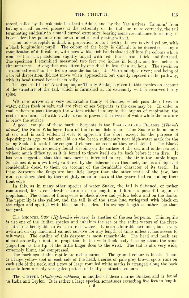 aspect, called by the colonists the Death Adder, and by the Yas natives ' Tammin,' from having a small curved process at the extremity of the tail; or, more correctly, the tail terminating suddenly in a small curved extremity, bearing some resemblance to a sting; it is considered by popular rumour to inflict a deadly sting with it. This hideous reptile is thick in proportion to its length ; the eye is vivid yellow, with a black longitudinal pupil. The colour of the body is difficult to be descrilied, being a complication of dull colours, with narrow, blackish bands shaded off into tlie colours which compose the back; abdomen slightly tinged with red ; head broad, thick, and tiattencd. The specimen I examined measured two feet two inches in length, and five inches in circumference. A dog that was bitten by one died in less than an hour. The specimen I examined was found coiled up near the banks of the Murrumbidgee river; and being of a torpid disposition, did not move when approached, but quietly reposed in the pathway, with its head turned beneath its belly. The generic title of Acanthophis, or Thorny-Snake, is given to this species on account of the structure of the tail, which is furnished at its extremity with a recurved horny spine. We now arrive at a very remarkable family of Snakes, which pass their lives in water, either fresh or salt, and are river or sea Serpents as the case may be. In order to enable them to pass throiigh the waters without injury to the organs of respiration, the nostrils are furnished with a valve so as to prevent the infrress of water while the creature is below the surface. A good example of these marine Serpents is tne Black-backed Pelamis (Pelamis Mcolor), the Nalla Whallagee Pam of the Indian fishermen. This Snake is found only at sea, and is said seldom if ever to approach the shore, except for the purpose of depositing its eggs, which are laid on the beach sufficiently near high-water mark tor the young Snakes to seek their congenial element as soon as they are hatched. The Black- backed Pelamis is frequently found sleeping on the surface of the sea, and is then caught without much difficulty, as it is forced to throw itself on its back before it can dive. It has been suggested that this movement is intended to expel the air in the ample lungs. Sometimes it is unwillingly captured by the fishermen in their nets, and is an object of considerable dread to them on account of the formidable character of its teeth. In these Serpents the fangs are but little larger than the other teeth of the jaw, but can be distinguished by their slightly superior size and the groove that runs along their front edge. In this, as in many other species of water Snake, the tail is flattened, or rather compressed, for a considerable portion of its length, and forms a powerful organ of propulsion. The colour of this species is black above and yellow below and on the flanks. The upper lip is also yellow, and the tail is of the same hue, variegated with black on the edges and spotted with black on the sides. Its average length is rather less than one yard. The Shooter Sun [HfidroiiMs ohscura) is another of the sea Serpents. This reptile is also one of the Indian species and inhabits the sea or the saline waters of the river- mouths, not being able to exist in fresh water. It is an admirable swimmer, but is very awkward on dry land, and cannot survive for any length of time unless it has access to salt water. The outline of this Serpent is most remarkable. The head and neck are almost absurdly minute in proportion to the wide thick body, bearing abou^t the same proportion as the tip of the little finger does to the wrist. The tail is also very wide, extremely blunt, and compressed. The markings of this reptile are rather curious. The ground colour is black. There is a large yellow spot on each side of the head, a series of pale grey-brown spots runs on each side of the neck, and a row of large rounded white marks is arranged along the back so as to form a richly variegated pattern of boldly contrasted colours. The Chittul {Hydrojyhis sublcBvisj is another of these marine Snakes, and is found in India and Ceylon. It is rather a large species, sometimes exceeding five feet in length I 2