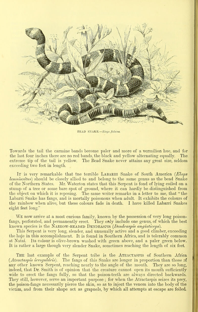 BEAD SNAKE.—£;a;<s /iilvius. Towards the tail the carmine bands become paler and more of a vermilion hue, and for the last four inches there axe no red bands, the black and yellow alternating equally. The extreme tip of the tail is yellow. The Bead Snake never attains any great size, seldom exceeding two feet in length. It is very remarkable that tne terrible Labaert Snake of South America (Flaps lemniscdtus) should be closely allied to and belong to the same genus as the bead Snake of the Northern States. Mr. Waterton states that this Serpent is fond of lying coiled on a stump of a tree or some bare spot of ground, where it can hardly be distinguished from the object on which it is reposing. The same writer remarks in a letter to me, that the Labarri Snake has fangs, and is mortally poisonous when adult. It exhibits the colours of the rainbow when alive, but these colours fade in death. I have killed Labarri Snakes eight feet long. We now arrive at a most curious family, known by the possession of very long poison- fangs, perforated, and permanently erect. They only include one genus, of which the best known species is the Naerow-HEADED Dendeaspis [Dendraspis angusticeps). This Serpent is very long, slender, and unusually active and a good climber, exceeding the haje in this accomplishment. It is found in Southern Africa, and is tolerably common at Natal. Its, colour is olive-brown washed with green above, and a paler green below. It is rather a large though very slender Snake, sometimes reaching the length of six feet. The last example of the Serpent tribe is the Ateactaspis of Southern Africa {Atractaspis irreguldns). The fangs of this Snake are longer in proportion than those of any other known Serpent, reaching nearly to the angle of the mouth. They are so long, indeed, that Dr. Smith is of opinion that the creature cannot open its mouth sufficiently .wide to erect the fangs fully, so that the poison-teeth are always directed backwards. They still, however, serve an important purpose ; for when the Atractaspis seizes its prey, the poison-fangs necessarily pierce the skin, so as to inject the venom into the body of the victim, and from their shape act as grapnels, by which all attempts at escape are foiled.