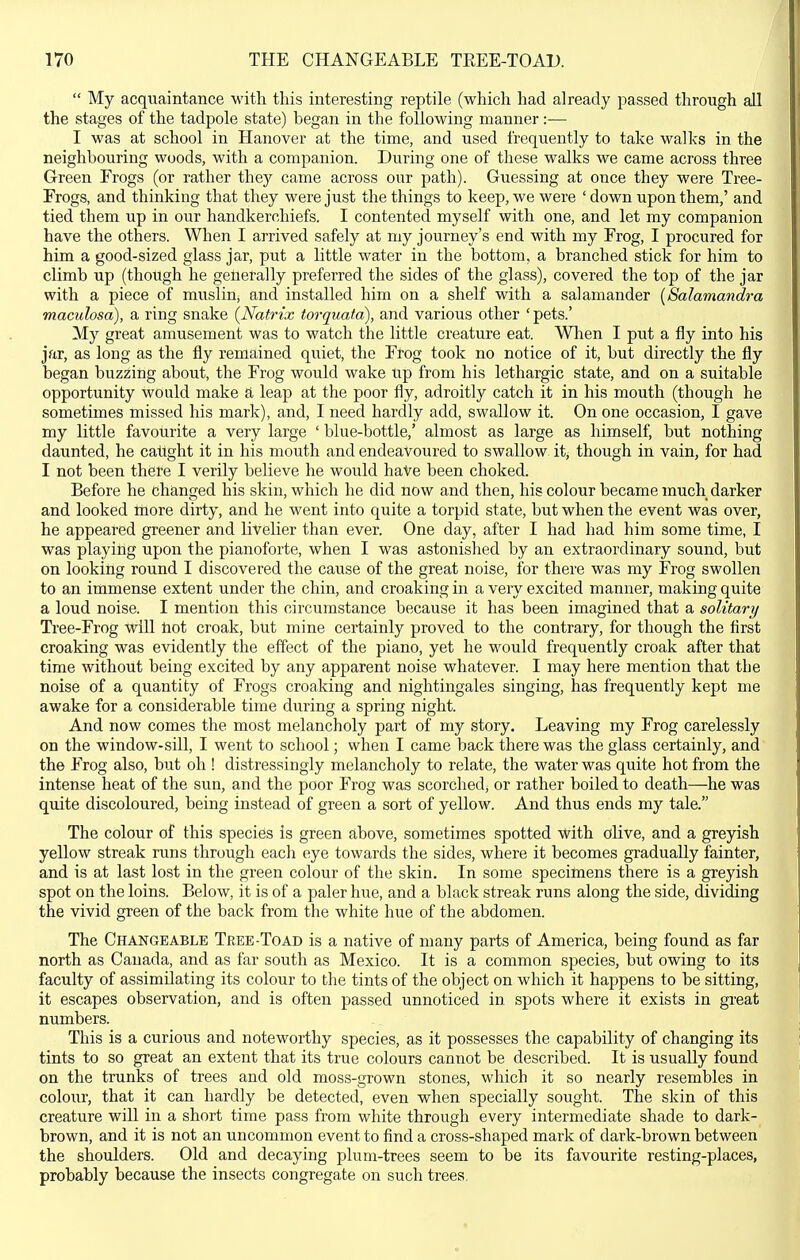 My acquaintance with this interesting reptile (which had already passed through all the stages of the tadpole state) began in the following manner :■— I was at school in Hanover at the time, and used frequently to take walks in the neighbouring woods, with a companion. During one of these walks we came across three Green Frogs (or rather they came across our path). Guessing at once they were Tree- Erogs, and thinking that they were just the things to keep, we were ' down upon them,' and tied them up in our handkerchiefs. I contented myself with one, and let my companion have the others. When I arrived safely at my journey's end with my Frog, I procured for him a good-sized glass jar, put a little water in the bottom, a branched stick for him to climb up (though he generally preferred the sides of the glass), covered the top of the jar with a piece of muslin, and installed him on a shelf with a salamander (Salamandra maculosa), a ring snake (Natrix torquata), and various other 'pets.' My great amusement was to watch the little creature eat. When I put a fly into his jar, as long as the fly remained quiet, the Frog took no notice of it, but directly the fly began buzzing about, the Frog would wake Up from his lethargic state, and on a suitable opportunity would make a leap at the poor fly, adroitly catch it in his mouth (though he sometimes missed his mark), and, I need hardly add, swallow it. On one occasion, I gave my little favourite a very large ' blue-bottle,' almost as large as himself, but nothing daunted, he catight it in his mouth and endeavoured to swallow it, though in vain, for had I not been there I verily believe he would haVe been choked. Before he changed his skin, which he did now and then, his colour became much darker and looked ihore dirty, and he went into quite a torpid state, but when the event was over, he appeared greener and livelier than ever. One day, after I had had him some time, I was playing upon the pianoforte, when I was astonished by an extraordinary sound, but on looking round I discovered the cause of the great noise, for there was my Frog swollen to an immense extent under the chin, and croaking in a very excited manner, making quite a loud noise. I mention this circumstance because it has been imagined that a solitary Tree-Frog wiU tiot croak, but mine certainly proved to the contrary, for though the first croaking was evidently the effect of the piano, yet he would frequently croak after that time without being excited by any apparent noise whatever. I may here mention that the noise of a quantity of Frogs croaking and nightingales singing, has frequently kept me awake for a considerable time during a spring night. And now comes the most melancholy part of my story. Leaving my Frog carelessly on the window-sill, I went to school; when I came back there was the glass certainly, and the Frog also, but oh ! distressingly melancholy to relate, the water was quite hot from the intense heat of the sun, and the poor Frog was scorched, or rather boiled to death—he was quite discoloured, being instead of green a sort of yellow. And thus ends my tale. The colour of this species is green above, sometimes spotted with oHve, and a greyish yellow streak runs through each eye towards the sides, where it becomes gradually fainter, and is at last lost in the green colour of the skin. In some specitnens there is a greyish spot on the loins. Below, it is of a paler hue, and a black streak runs along the side, dividing the vivid green of the back from the white hue of the abdomen. The Changeable Tree-Toad is a native of many parts of America, being found as far north as Canada, and as far south as Mexico. It is a common species, but owing to its faculty of assimilating its colour to the tints of the object on which it happens to be sitting, it escapes observation, and is often passed unnoticed in spots where it exists in great numbers. This is a curious and noteworthy species, as it possesses the capability of changing its tints to so great an extent that its true colours cannot be described. It is usually found on the trunks of trees and old moss-grown stones, which it so nearly resembles in colour, that it can hardly be detected, even when specially sought. The skin of this creature will in a short time pass from white through every intermediate shade to dark- brown, and it is not an uncommon event to find a cross-shaped mark of dark-brown between the shoulders. Old and decaying plum-trees seem to be its favourite resting-places, probably because the insects congregate on such trees,