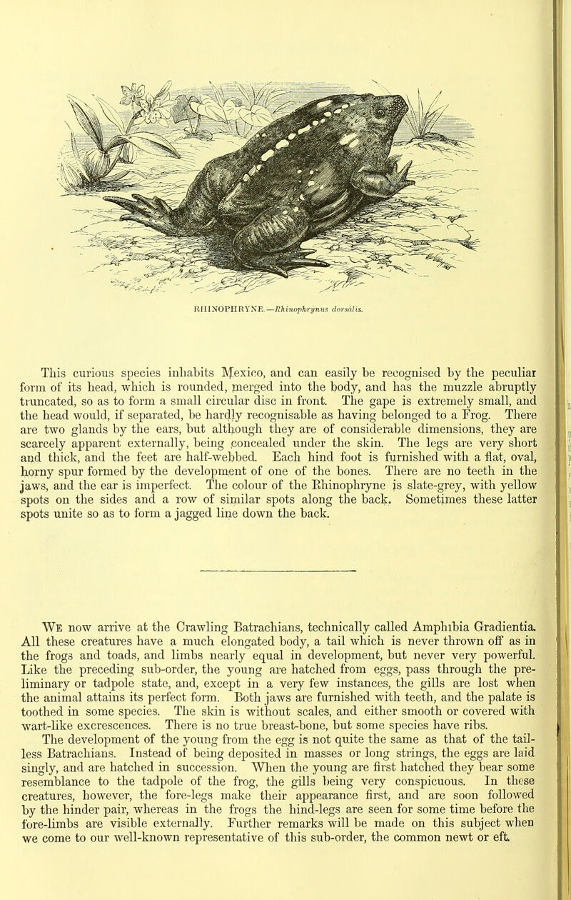 RIIINOPHRYSR.—Rhinophrynm dorsalis. This curious species inhabits IVfexico, and can easily be recognised by the peculiar form of its head, which is rounded, merged into the body, and has the muzzle abruptly tiimcated, so as to form a small circular disc in front. The gape is extremely small, and the head would, if separated, be hardj.y recognisable as having belonged to a Frog. There are two glands by the ears, but although they are of considerable dimensions, they are scarcely apparent externally, being .concealed under the skin. The legs are very short and thick, and the feet are half-webbed. Each hind foot is furnished with a flat, oval, horny spur formed by the development of one of the bones. There are no teeth in the jaws, and the ear is imperfect. The colour of the Ehinophryne is slate-grey, with yellow spots on the sides and a row of similar spots along the back. Sometimes these latter spots unite so as to form a jagged line down the back. We now arrive at the Crawling Batrachians, technically called Amphibia Gradientia. All these creatures have a much elongated body, a tail which is never thrown off as in the frogs and toads, and limbs nearly equal in development, but never very powerful. Like the preceding sub-order, the young are hatched from eggs, pass through the pre- liminary or tadpole state, and, except in a very few instances, the gills are lost when the animal attains its perfect form. Both jaws are furnished with teeth, and the palate is toothed in some species. The skin is without scales, and either smooth or covered with wart-like excrescences. There is no true breast-bone, but some species have ribs. The development of the young from the egg is not quite the same as that of the tail- less Batrachians. Instead of being deposited in masses or long strings, the eggs are laid singly, and are hatched in succession. When the young are first hatched they bear some resemblance to the tadpole of the frog, the gills being very conspicuous. In these creatures, however, the fore-legs make their appearance first, and are soon followed by the hinder pair, whereas in the frogs the hind-legs are seen for some time before the fore-limbs are visible externally. Further remarks will be made on this subject when we come to our well-known representative of this sub-order, the common newt or eft