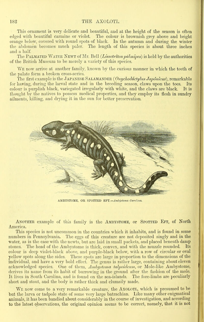 This ornament is very delicate and beautiful, and at the height of the season is often edged with beautifivl carmine or violet. The colour is brownish grey above and bright orange below, covered with round spots of black. In the autvimn and during the winter the abdomen becomes much paler. The length of this species is about three inches and a half The Palmated Water Newt of Mr. Bell {lAssotHtonpdlmipes) is held by the authorities of the British Museum to be merely a variety of this species. We now arrive at another family, known by the curious manner in v/hich the teeth of the palate form a broken cross-series. The first example is the Japanese Salamander (Onychoddctyhis Japonicus), remarkable for having, during the larval state and in the breeding season, claws upon tlae toes. Its colour is purplish black, variegated irregularly with white, and the claws are black. It is ihought by the natives to possess medical properties, and they employ its flesh in sundry adments, killing, and drjdng it in the sun for Ijetter preservation. AMBYSTOMB, OR SPOTTED EST:.—Ambystoma Carolina. Another example of this family is the Ambystomb, or Spotted Eft, of North America. This species is not uncommon in the countries which it inhabits, and is found in some numbers in Pennsylvania. The eggs of this creature are not deposited singly and in the water, as is the case with the newts, but are laid in small packets, and placed beneath damp stones. The head of the Ambystome is thick, convex, and with the muzzle rounded. Its colour is deep violet-black above, and purple-black below, with a row of circular or oval yellow spots along the sides. These spots are large in proportion to the dimensions of the individual, and have a very bold effect. The genus is rather large, containing about eleven acknowledged species. One of them, Ambystoma taljioideum, or Mole-like Ambystome, derives its name from its habit of burrowing in the ground after the fashion of the mole. It lives in South Carolina, and is found on the sea-islands. The fore-limbs are peculiarly short and stout, and the body is rather thick and clumsily made. We now come to a very remarkable creature, the Axolotl, which is presumed to be bat the larva or tadpole state of some very large batrachian. Like many other enigmatical animals, it has been bandied about considerably in the course of investigation, and according to the latest observations, the original opinion seems to be correct, namely, that it is not