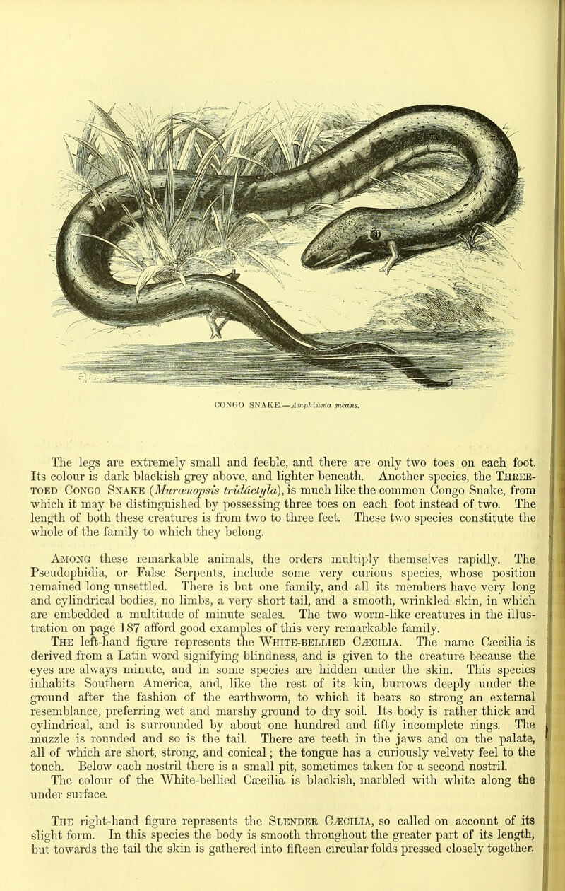 CONGO BN&KE.—Amphiiima means. The legs are extremely small and feeble, and there are only two toes on each foot. Its colour is dark blackish grey above, and lighter beneath. Another species, the Three- toed Congo Snake {Murmnopsis triddcfyla), is much like the common Congo Snake, from which it may be distinguished by possessing three toes on each foot instead of two. The length of both these creatures is from two to three feet. These two species constitute the whole of the family to which they belong. Ajmong these remarkable animals, the orders multiply themselves rapidly. The Pseudophidia, or False Serpents, include some very curious species, whose position remained long unsettled. There is but one family, and all its members have very long and cylindrical bodies, no limbs, a very short tail, and a smooth, wrinkled skin, in which are embedded a multitude of minute scales. The two worm-like creatures in the illus- tration on page 187 afford good examples of this very remarkable family. The left-hand figure represents the White-bellied Cecilia. The name Cecilia is derived from a Latin word signifying blindness, and is given to the creature because the eyes are always minute, and in some species are hidden under the skin. This species inhabits Southern America, and, like the rest of its kin, burrows deeply under the ground after the fashion of the earthworm, to which it bears so strong an external resemblance, preferring wet and marshy ground to dry soil. Its body is rather thick and cylindrical, and is surrounded by about one hundred and fifty incomplete rings. The muzzle is rounded and so is the tail. There are teeth in the jaws and on the palate, all of which are short, strong, and conical; the tongue has a curiously velvety feel to the touch. Below each nostril there is a small pit, sometimes taken for a second nostril. The colour of the White-bellied Csecilia is blackish, marbled with white along the under surface. The right-hand figure represents the Slender Cecilia, so called on account of its slight form. In this species the body is smooth throughout the greater part of its length, but towards the tail the skin is gathered into fifteen circular folds pressed closely together.