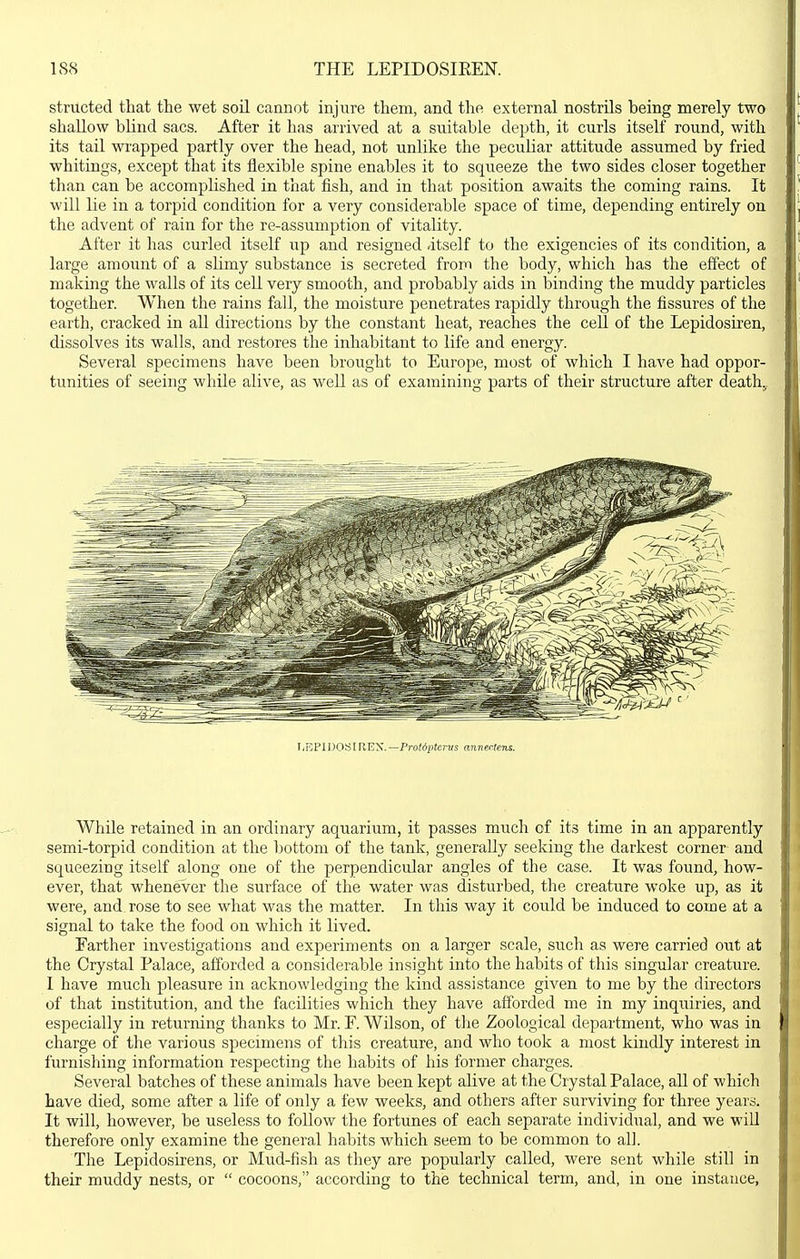 structed that the wet soil cannot injure them, and the external nostrils being merely two shallow blind sacs. After it has arrived at a suitable depth, it curls itself round, with its tail mapped partly over the head, not unlike the peculiar attitude assumed by fried whitings, except that its flexible spine enables it to squeeze the two sides closer together than can be accomplished in that fish, and in that position awaits the coming rains. It will lie in a torpid condition for a very considerable space of time, depending entirely on the advent of rain for the re-assumption of vitality. After it has curled itself up and resigned -itself to the exigencies of its condition, a large amount of a slimy substance is secreted from the body, which has the effect of making the walls of its cell very smooth, and probably aids in binding the muddy particles together. When the rains fall, the moisture penetrates rapidly through the fissures of the earth, cracked in all directions by the constant heat, reaches the cell of the Lepidosiren, dissolves its walls, and restores the inhabitant to life and energy. Several specimens have been brought to Europe, most of which I have had oppor- tunities of seeing while alive, as well as of examining parts of their structure after death.. While retained in an ordinary aquarium, it passes much of its time in an apparently semi-torpid condition at the bottom of the tank, generally seeking the darkest corner and squeezing itself along one of the perpendicular angles of the case. It was found, how- ever, that whenever the surface of the water was disturbed, the creature woke up, as it were, and rose to see what was the matter. In this way it could be induced to come at a signal to take the food on which it lived. Farther investigations and experiments on a larger scale, such as were carried out at the Crystal Palace, afforded a considerable insight into the habits of this singular creature. I have much pleasure in acknowledging the kind assistance given to me by the directors of that institution, and the facilities which they have afforded me in my inquiries, and especially in returning thanks to Mr. F. Wilson, of tlie Zoological department, who was in charge of the various specimens of this creature, and who took a most kindly interest in furnishing information respecting the habits of his former charges. Several batches of these animals have been kept alive at the Crystal Palace, aU of which have died, some after a life of only a few weeks, and others after surviving for three years. It will, however, be useless to follow the fortunes of each separate individual, and we will therefore only examine the general habits which seem to be common to all. The Lepidosirens, or Mud-fish as they are popularly called, were sent while still in their muddy nests, or  cocoons, according to the technical term, and, in one instance, liEPlI-)OS[REX. —Protdptcrvs annerUns.