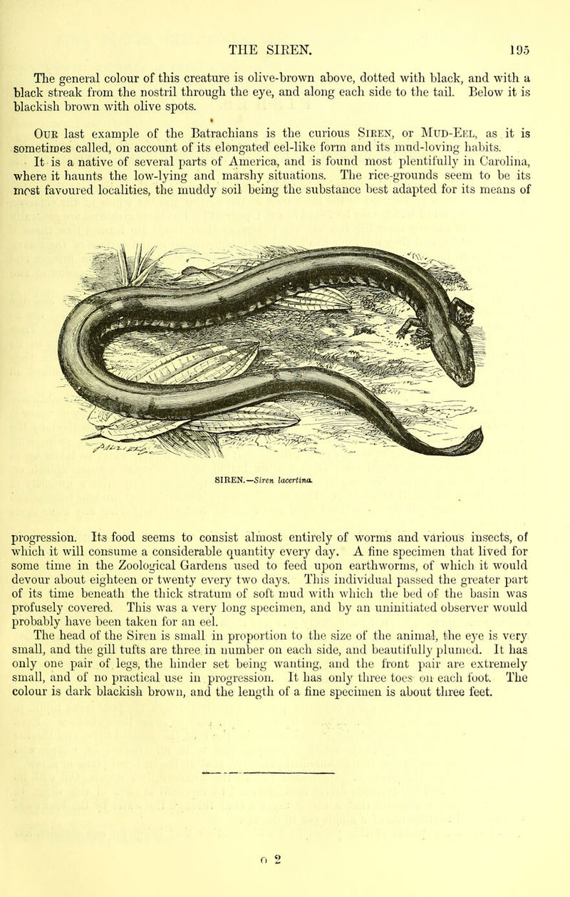 The general colour of this creature is olive-brown above, dotted with black, and with a black streak from the nostril through the eye, and along each side to the tail. Below it is blackish brown with olive spots. Our last example of the Batrachians is the curious Siren, or Mud-Eel, as it is sometimes called, on account of its elongated eel-like form and its mud-loving habits. It is a native of several parts of America, and is found most plentifully in Carolina, where it haunts the low-lying and marshy situations. The rice-grounds seem to be its most favoured localities, the muddy soil being the substance best adapted for its means of SIREN.—Sircrt lacertina. progression. Its food seems to consist almost entirely of worms and various insects, of which it will consume a considerable quantity every day. A fine specimen that lived for some time in the Zoological Gardens used to feed upon earthworms, of which it would devour about eighteen or twenty every two days. This individual passed the greater part of its time beneath the thick stratum of soft mud with which the bed of the basin was profusely covered. This was a very long specimen, and by an uninitiated observer would probably have been taken for an eel. The head of the Siren is small in proportion to the size of the animal, the eye is very small, and the gill tufts are three in number on each side, and beautifidly plumed. It has only one pair of legs, the hinder set being wanting, and the front pair are extremely small, and of no practical use in progression. It has only three toes on each foot. The colour is dark blackish brown, and the length of a fine specimen is about tliree feet. ri 2