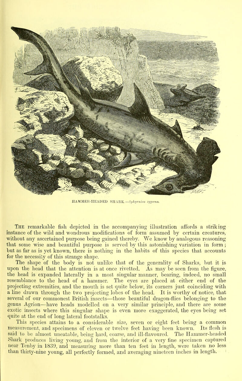 HAMMEli-IIEADED SllXUK.—Suhyrnws nynia. The remarkable fish depicted in the accompanying illustration affords a striking instance of the wild and wondrous modifications of form assumed by certain creatures, without any ascertained purpose being gained thereby. We know by analogous reasoning that some wise and beautiful purpose is served by this astonishing variation in form ; but as far as is yet known, there is nothing in the habits of this species that accounts for the necessity of this strange shape. The shape of the body is not unlike that of the generality of Sharks, ljut it is upon the head that the attention is at once rivetted. As may be seen from the figure, the head is expanded laterally in a most singular manner, bearing, indeed, no small resemblance to the head of a hammer. The eyes are placed at either end of the projecting exti'emities, and the mouth is set quite below, its corners just coinciding with a line drawn through the two projecting lobes of the head. It is worthy of notice, that several of our commonest British insects—those beautiful dragon-flies belonijing to the genus Agrion—have heads modelled on a very similar principle, and there are some exotic insects where this singular shape is even nioj'e exaggerated, the eyes being set quite at the end of long lateral footstalks. This species attains to a considerable size, seven or eight feet being a common measurement, and specimens of eleven or twelve feet having been known. Its flesh is said to be almost uneatable, being hard, coarse, and ill-flavoured. The Hammer-headed Shark pioduces living young, and from the interior of a very fine specimen captured near Tenby in 1839, and measuring more than ten feet in length, were taken no less than thirty-nine young, all perfectly formed, and averaging nineteen inches in length. '