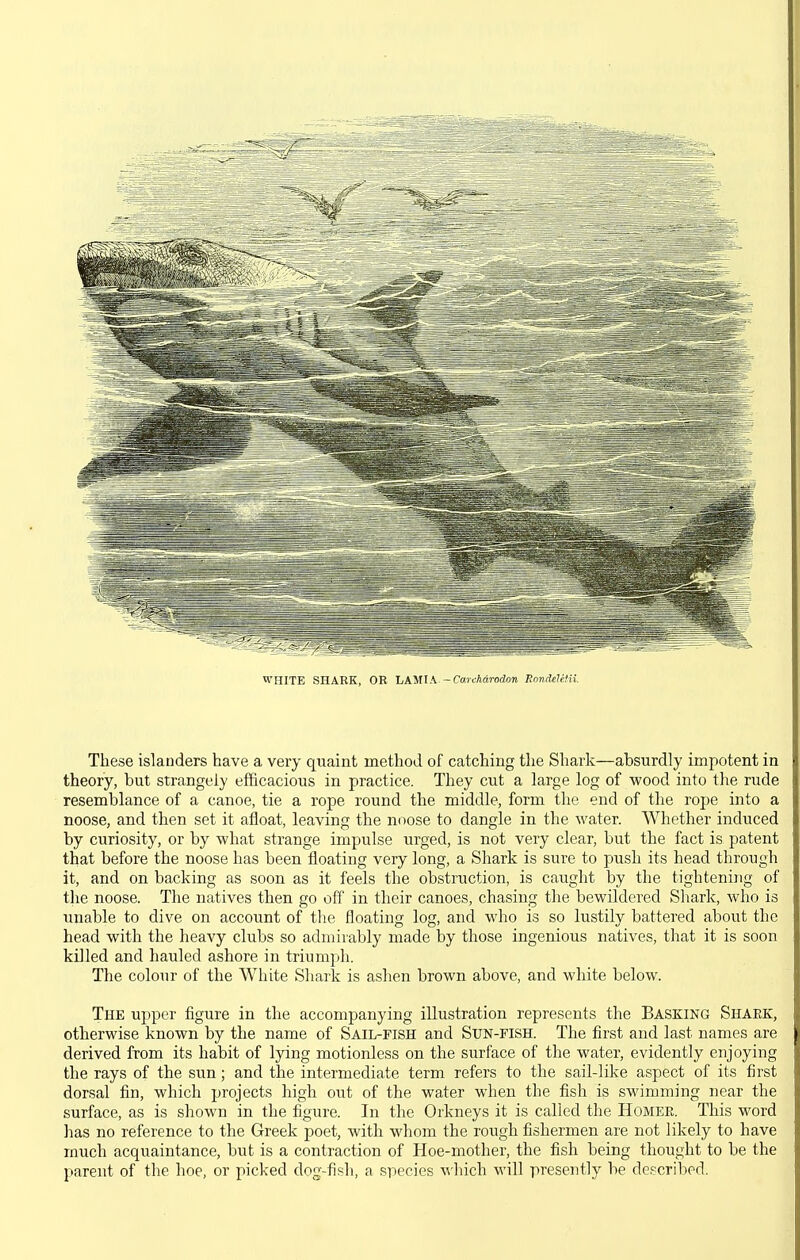 WHITE SHARK, OR LX'MW -Carcharodon RnndeWii. These islanders have a very quaint method of catching the Shark—absurdly impotent in theory, but strangely efficacious in practice. They cut a large log of wood into the rude resemblance of a canoe, tie a rope round the middle, form the end of the rope into a noose, and then set it afloat, leaving the noose to dangle in the water. Whether induced by curiosity, or by what strange impulse urged, is not very clear, but the fact is patent that before the noose has been floating very long, a Shark is sure to push its head through it, and on backing as soon as it feels the obstruction, is caught by the tightening of the noose. The natives then go off in their canoes, chasing the bewildered Shark, who is unable to dive on account of tlie floating log, and who is so lustily battered about the head with the heavy clubs so admirably made by those ingenious natives, that it is soon killed and hauled ashore in triumph. The colour of the White Shark is ashen brown above, and white below. The upper figure in the accompanying illustration represents the Basking Shark, otherwise known by the name of Sail-fish and Sxjn-fish. The first and last names are derived from its habit of lying motionless on the surface of the water, evidently enjoying the rays of the sun; and the intermediate term refers to the sail-like aspect of its first dorsal fin, which projects high out of the water when the fish is swimming near the surface, as is shown in the figure. In the Orkneys it is called the Homer. This word lias no reference to the Greek poet, with whom the rough fishermen are not likely to have much acquaintance, but is a contraction of Hoe-mother, the fish being thought to be the parent of the hoe, or picked dog-fish, a species which will presently be described.