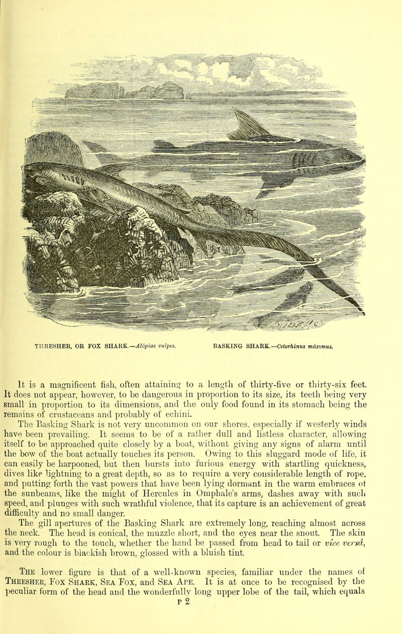 THRESHER, OB FOX SHARK.—^!dpias vvlpes. BASKING SHARK.—CeforAimus m&nmus. It is a magnificent fish, often attainin;:; to a length of thirty-five or thirty-six feet. It does not appear, however, to be dangerous in proportion to its size, its teeth being very small in proportion to its dimensions, and tlie only food found in its stomach being the remains of crustaceans and probably of echini. The Basking Shark is not very uncommon on our shores, especially if westerly winds have been prevailing. It seems to be of a rather dull and listless character, allowing itself to be approached quite closely by a boat, without giving any signs of alarm until the bow of the boat actually touches its person. Owing to this sluggard mode of life, it can easily be harpooned, but then bursts mto furious energy with startling quickness, dives like lightning to a great depth, so as to require a very considerable length of rope, and putting forth the vast powers that have been lying dormant in the warm embraces ot the sunbeams, like the might of Hercules in Omphale's arms, dashes away with such speed, and plunges with such wrathful violence, that its capture is an achievement of great difficulty and no small danger. The gill apertures of the Basking Shark are extremely long, reaching almost across the neck. The head is conical, the muzzle short, and the eyes near the snout. The skin is very rough to the touch, whether the hand be passed from head to tail or vice versa, and the colour is blackish brown, glossed with a bluish tint. The lower figure is that of a well-known species, familiar under the names of Thresher, Fox Shark, Sea Fox, and Sea Ape. It is at once to be recognised by the peculiar form of the head and the wonderfully long upper lobe of the tail, which equals p2