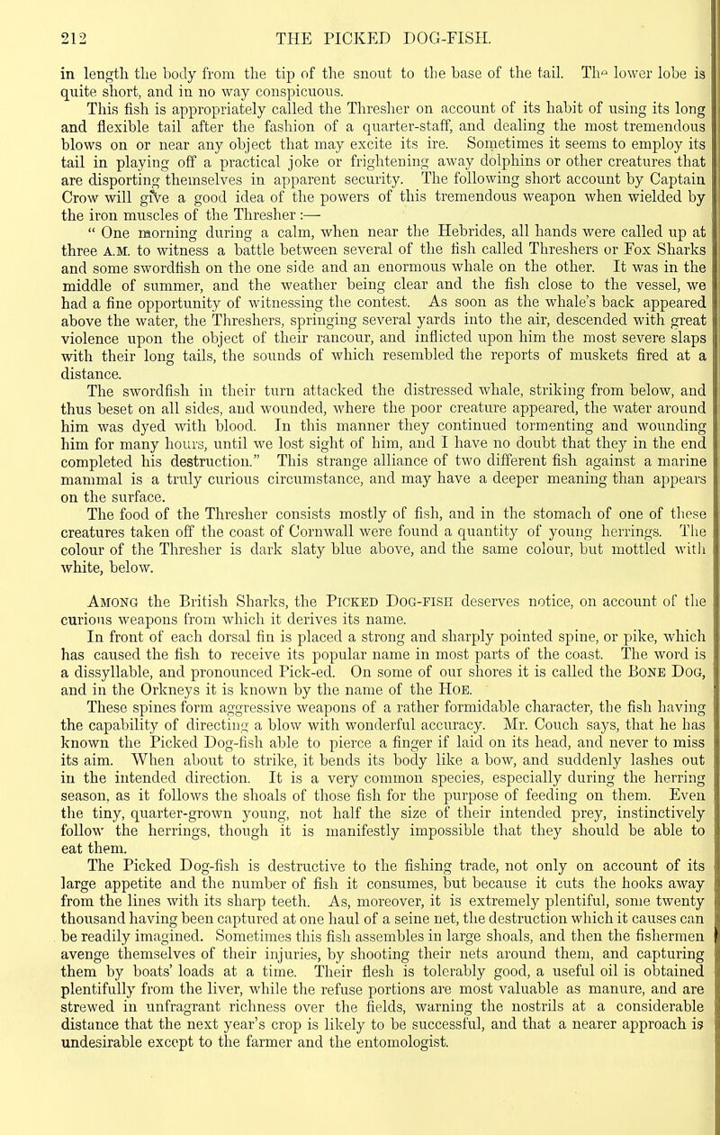in length tLe body from the tip of the snout to the base of the tail. Th^ lower lobe is quite short, and in no way conspicuous. This iish is appropriately called the Thresher on account of its habit of using its long and flexible tail after the fashion of a quarter-staff, and dealing the most tremendous blows on or near any object that may excite its ire. Sornetimes it seems to employ its tail in playing off a practical joke or frightening away dolphins or other creatures that are disporting themselves in apparent security. The following short account by Captain Crow will giVe a good idea of the powers of this tremendous weapon when wielded by the iron muscles of the Thresher :—  One morning during a calm, when near the Hebrides, all hands were called up at three A.M. to witness a battle between several of the tish called Threshers or Fox Sharks and some swordtish on the one side and an enormous whale on the other. It was in the middle of summer, and the weather being clear and the fish close to the vessel, we had a fine opportunity of witnessing the contest. As soon as the whale's back appeared above the water, the Threshers, springing several yards into the air, descended with great violence upon the object of their rancour, and inflicted upon him the most severe slaps with their long tails, the sounds of which resembled the reports of muskets fired at a distance. The swordfish in their turn attacked the distressed whale, striking from below, and thus beset on all sides, and wounded, where the poor creature appeared, the water around him was dyed with blood. In this manner they continued tormenting and wounding him for many hours, until we lost sight of him, and I have no doubt that they in the end completed his destruction. This strange alliance of two different fish against a marine mammal is a truly curious circumstance, and may have a deeper meaning than ajDpears on the surface. The food of the Thresher consists mostly of fish, and in the stomach of one of these creatures taken off the coast of Cornwall were found a quantity of young herrings. The colour of the Thresher is dark slaty blue above, and the same colour, but mottled with white, below. Among the British Sharks, the Picked Dog-fish deserves notice, on account of the curious weapons from which it derives its name. In front of each dorsal fin is placed a strong and sharply pointed spine, or pike, which has caused the fish to receive its popular name in most parts of the coast. The word is a dissyllable, and pronounced Pick-ed. On some of our shores it is called the Bone Dog, and in the Orkneys it is known by the name of the Hoe. These spines form aggressive weapons of a rather formidable character, the fish having the capability of directing a blow with wonderful accuracy. Mr. Couch says, that he has known the Picked Dog-fish able to pierce a finger if laid on its head, and never to miss its aim. When about to strike, it bends its body lil^e a bow, and suddenly lashes out in the intended dii^ection. It is a very common species, especially during the herring season, as it follows the shoals of those fish for the purpose of feeding on them. Even tlie tiny, quarter-grown young, not half the size of their intended prey, instinctively follow the herrings, though it is manifestly impossible that they should be able to eat them. The Picked Dog-fish is destructive to the fishing trade, not only on account of its large appetite and the number of fish it consumes, but because it cuts the hooks away from the lines with its sharp teeth. As, moreover, it is extremely plentiful, some twenty thousand having been captured at one haul of a seine net, the destruction which it causes can be readily imagined. Sometimes this fish assembles in large shoals, and then the fishermen avenge themselves of their injuries, by shooting their nets around them, and capturing them by boats' loads at a time. Their flesh is tolerably good, a useful oil is obtained plentifully from the liver, while the refuse portions are most valuable as manure, and are strewed in unfragrant richness over the fields, warning the nostrils at a considerable distance that the next year's crop is likely to be successful, and that a nearer approach is undesirable except to the farmer and the entomologist.