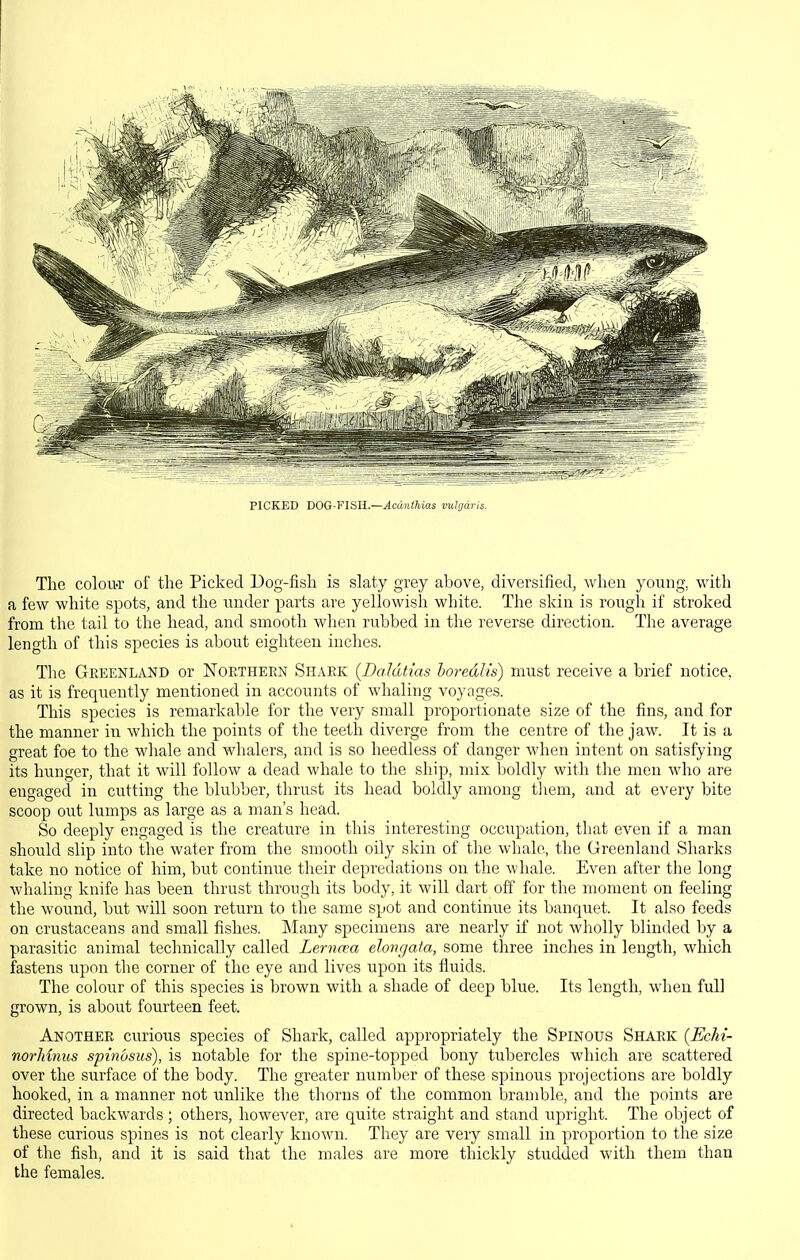 PICKED DOG-VlSU.—Acdnthias vulgaris. The colou-r of the Picked Dog-fish is slaty grey above, diversified, wlieu young, with a few white spots, and the under parts are yellowish white. The skin is rough if stroked from the tail to the head, and smooth when rubbed in the reverse direction. The average length of this species is about eighteen inches. The Greenland or Northern Shark {Daldtias horedb's) must receive a brief notice, as it is frequently mentioned in accounts of whaling voyages. This species is remarkable for the very small proportionate size of the fins, and for the manner in which the points of the teeth diverge from the centre of the jaw. It is a great foe to the whale and whalers, and is so heedless of danger when intent on satisfying its hunger, that it will follow a dead whale to the ship, mix boldly with the men who are engaged in cutting the blubber, thrust its head boldly among them, and at every bite scoop out lumps as large as a man's head. So deeply engaged is the creature in this interesting occupation, that even if a man should slip into the water from the smooth oily skin of the whale, the Greenland Sharks take no notice of him, but continue their depredations on the whale. Even after the long whaling knife has been thrust through its body, it will dart off for the moment on feeling the wound, but will soon return to the same spot and continue its banquet. It also feeds on crustaceans and small fishes. Many specimens are nearly if not wholly blinded by a parasitic animal technically called Lerncea elongata, some three inches in length, which fastens upon the corner of the eye and lives upon its fluids. The colour of this species is brown with a shade of deep blue. Its length, when full grown, is about fourteen feet. Another curious species of Shark, called appropriately the Spinous Shark {EcM- norldnus spinosiis), is notable for the spine-topped bony tubercles which are scattered over the surface of the body. The greater number of these spinous projections are boldly hooked, in a manner not unlike the thorns of the common bramble, and the points are directed backwards; others, however, are quite straight and stand upright. The object of these curious spines is not clearly known. They are very small in proportion to the size of the fish, and it is said that the males are more thickly studded with them than the females.