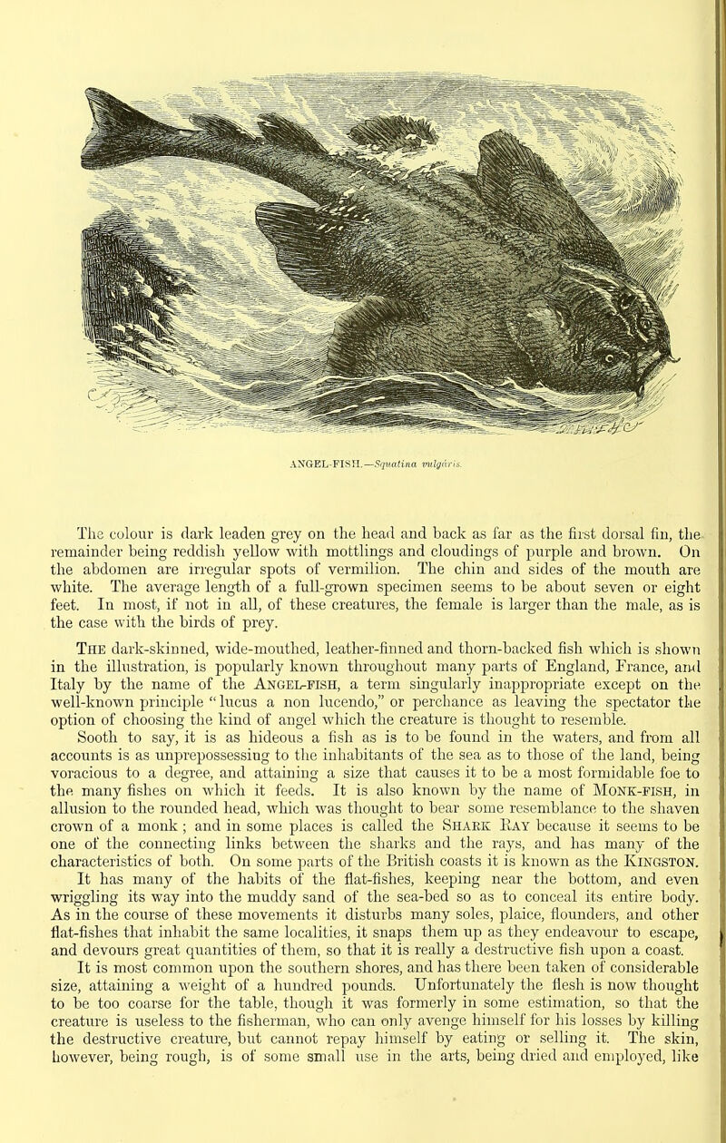 ANGEL-FISH.—Sqnatina vulgaris. The colour is dark leaden grey on the head and back as far as the first dorsal fin, the remainder being reddish yellow with naottlings and cloudings of purple and brown. On the abdomen are irregular spots of vermilion. The chin and sides of the mouth are white. The average leng-th of a full-grown specimen seems to be about seven or eight feet. In most, if not in all, of these creatures, the female is larger than the male, as is the case with the birds of prey. The dark-skinned, wide-mouthed, leather-finned and thorn-backed fish which is showTi in the illustration, is popularly known throughout many parts of England, France, aiul Italy by the name of the Angel-fish, a term singularly inappropriate except on the well-known principle lucus a non lucendo, or perchance as leaving the spectator the option of choosing the kind of angel which the creature is thought to resemble. Sooth to say, it is as hideous a fish as is to be found in the waters, and from all accounts is as unprepossessing to the inhabitants of the sea as to those of the land, being voracious to a degree, and attaining a size that causes it to be a most formidable foe to the many fishes on which it feeds. It is also known by the name of Monk-fish, in allusion to the rounded head, which was thought to bear some resemblance to the shaven crown of a monk ; and in some places is called the Shark Eay because it seems to be one of the connecting links between the sharks and the rays, and has many of the characteristics of both. On some parts of the British coasts it is known as the Kingston. It has many of the habits of the flat-fishes, keeping near the bottom, and even wriggling its way into the muddy sand of the sea-bed so as to conceal its entire body. As in the course of these movements it disturbs many soles, plaice, flounders, and other flat-fishes that inhabit the same localities, it snaps them up as they endeavour to escape, and devours great quantities of them, so that it is really a destructive fish upon a coast. It is most common u]3on the southern shores, and has there been taken of considerable size, attaining a weight of a hundred pounds. Unfortunately the flesh is now thought to be too coarse for the table, though it was formerly in some estimation, so that the creature is useless to the fisherman, who can only avenge himself for his losses by killing the destructive creature, but cannot repay himself by eating or selling it. The skin, however, being rough, is of some small use in the arts, being dried and employed, like