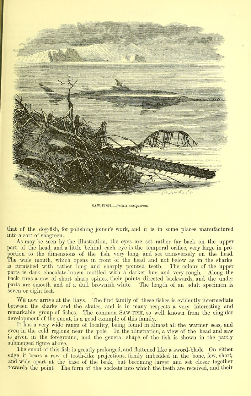 SAWiFISH.—Pristis antiquorum. that of the dog-fish, for polishing joiner's work, and it is in some places manufactured into a sort of shagreen. As may be seen by the illustration, the eyes are set rather far back on the upper part of the head, and a little behind each eye is the temporal orifice, very large in pro- portion to the dimensions of the fish, very long, and set transversely on the head. The wide mouth, which opens in front of the head and not below as in the sharks is furnished with rather long and sharply pointed teeth. The colour of the upper parts is dark chocolate-brown mottled with a darker hue, and very rough. Along the back runs a row of short sharp spines, their points directed backwards, and the under parts are smooth and of a dull brownish white. The length of an adult specimen is seven or eight feet. We now arrive at the Eays. The first family of these fishes is evidently intermediate between the sharks and the skates, and is in many respects a very interesting and remarkable group of fishes. The common Saw-pish, so well known from the singular development of the snout, is a good example of this family. It has a very wide range of locality, being found in almost all the warmer seas, and even in the cold regions near the pole. In the illustration, a view fjf the head and saw is given in the foreground, and the general shape of the fish is shown in the partly submerged figure above. The snout of this fish is greatly prolonged, and flattened like a sword-blade. On either edge it bears a row of tooth-like projections, firmly imbedded in the bone, few, short, and wide apart at the base of the beak, but becoming larger and set closer together towards the point. The form of the sockets into which the teeth are received, and their