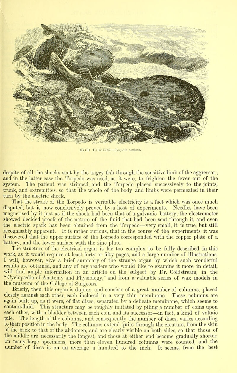 KYED TOUl'EOO.—J'u/7<r((o oculata. despite of all the shocks sent by the angry fish through the sensitive limb of tlie aggressor ; and in the latter case the Torpedo was used, as it were, to frighten the fever out of the system. The patient v/as stripped, and the Torpedo placed successively to the joints, trunk, and extremities, so that the whole of the body and limbs were permeated in their turn by the electric shock. That the stroke of the Torpedo is veritable electricity is a fact which was once much disputed, but is now conclusively proved by a host of experiments. Needles have been magnetised by it just as if the shock had been that of a galvanic battery, the electrometer showed decided proofs of the nature of the fluid that had been sent through it, and even the electric spark has been obtained from the Torpedo—very small, it is true, but still recognisably apparent. It is rather curious, that in the course of the experiments it was discovered that the upper surface of the Torpedo corresponded with the copper plate of a battery, and the lower surface with the zinc plate. The structure of the electrical organ is far too complex to be fully described in this work, as it would require at least forty or fifty pages, and a large number of illustrations. I will, however, give a brief summary of the strange organ by which such wonderful results are obtained, and any of my z'eaders who would like to examine it more in detail, will find ample information in an article on the subject by Dr. Coldstream, in the  Cyclopaedia of Anatomy and Physiology, and from a valuable series of wax models in the museum of the College of Surgeons. Briefl}^, then, this organ is duplex, and consists of a great number of columns, placed closely against each other, each inclosed in a very thin membrane. These columns are again built wp, as it were, of flat discs, separated by a delicate membrane, which seems to contain.fluid. This structure may be roughly imitated by piling a number of coins upon each other, with a bladder between each coin and its successor—in fact, a kind of voltaic pile. The length of the columns, and consequently the number of discs, varies according to their position in the body. The columns extend quite through the creature, from the skin of the back to that of the abdomen, and are clearly visible on both sides, so that those of the middle are necessarily the longest, and those at either end become gradually shorter. In many large specimens, more than eleven hundred columns were counted, and the number of discs is on an average a hundred to the inch. It seems, from the best