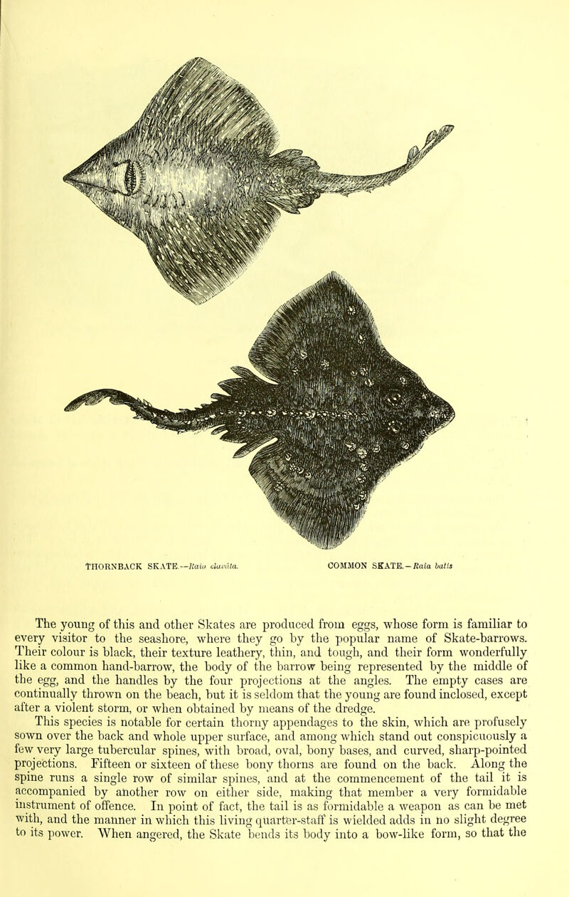 THORNBACK SKxVTE.—itoi» clamita. COMMON SKATE.-Kaia balls The young of this and other Skates are produced from eggs, whose form is familiar to every visitor to the seashore, where they go by the popular name of Skate-barrows. Their colour is black, their texture leathery, thin, and tough, and their form wonderfully like a common hand-barrow, the body of the barrow being represented by the middle of the egg, and the handles by the four projections at the angles. The empty cases are continually thrown on the beach, but it is seldom that the young are found inclosed, except after a violent storm, or when obtained by means of the dredge. This species is notable for certain thorny appendages to the skin, which are profusely sown over the back and whole upper surface, and among which stand out conspicuously a few very large tubercular spines, with broad, oval, bony bases, and curved, sharp-pointed projections. Fifteen or sixteen of these bony thorns are found on the back. Along the spine runs a single row of similar spines, and at the commencement of the tail it is accompanied by another row on either side, making that member a very formidable histrument of offence. In point of fact, the tail is as formidable a weapon as can be met with, and the manner in which this living quarter-staff is wielded adds in no slight degree to its power. When angered, the Skate bends its body into a bow-like form, so that the