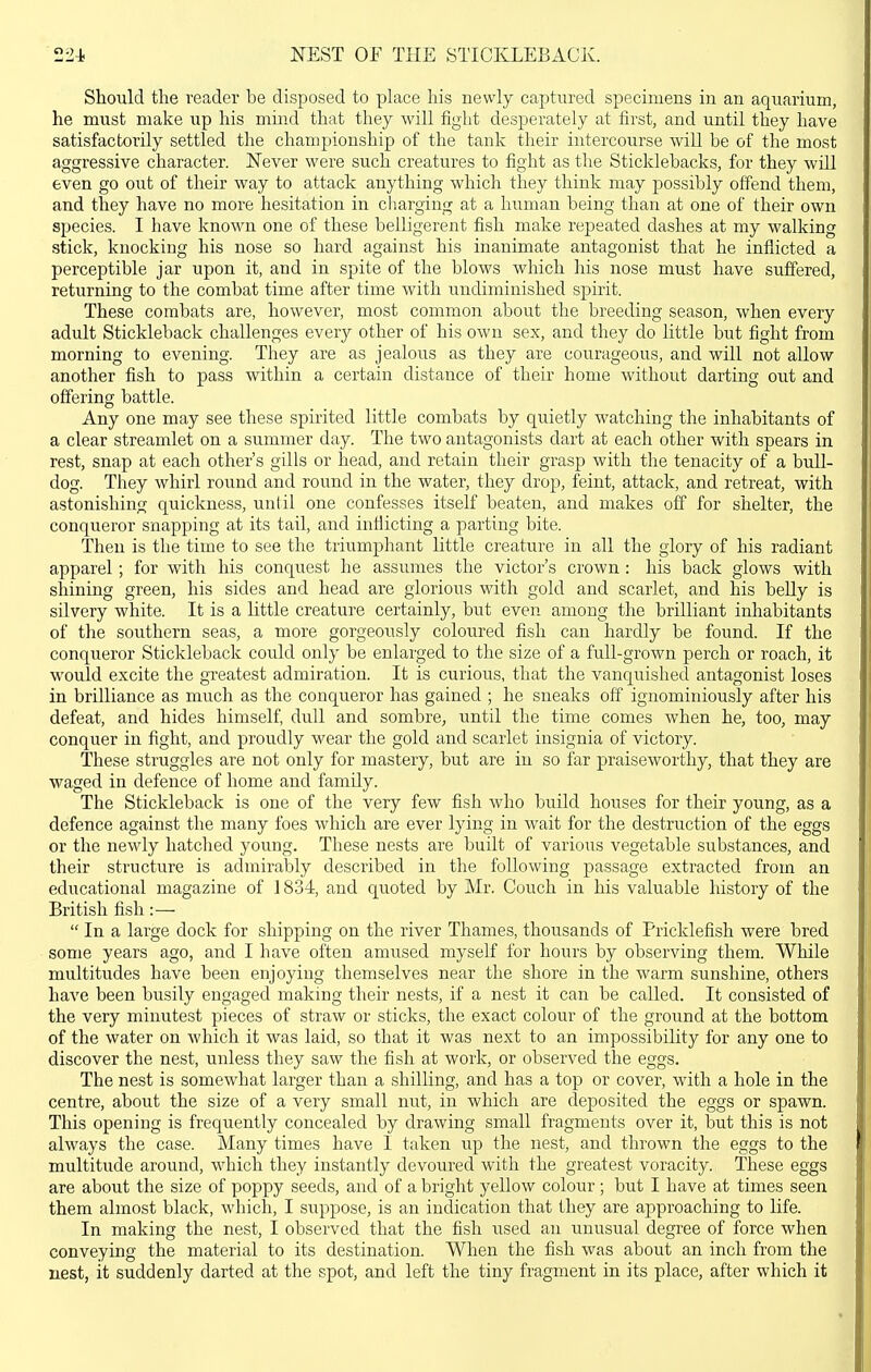 NEST OF THE STICKLEBACK. Should the reader be disposed to place his newly captured specimens in an aquarium, he must make iip his mind that they will fight desperately at first, and until they have satisfactorily settled the championship of the tank their intercourse will be of the most aggressive character. Never were such creatures to fight as tlie Sticklebacks, for they will even go out of their way to attack anything which they think may possibly offend them, and they have no more hesitation in charging at a human being than at one of their own species. I have known one of these belligerent fish make repeated dashes at my walking stick, knocking his nose so hard against his inanimate antagonist that he inflicted a perceptible jar upon it, and in spite of the blows which his nose must have suffered, returning to the combat time after time with undiminished spirit. These combats are, however, most common about the breeding season, when every adult Stickleback challenges every other of his own sex, and they do little but fight from morning to evening. They are as jealous as they are courageous, and will not allow another fish to pass within a certain distance of their home without darting out and offering battle. Any one may see these spirited little combats by quietly watching the inhabitants of a clear streamlet on a summer day. The two antagonists dart at each other with spears in rest, snap at each other's gills or head, and retain their grasp with the tenacity of a bull- dog. They whirl round and round in the water, they drop, feint, attack, and retreat, with astonishing quickness, unlil one confesses itself beaten, and makes off for shelter, the conqueror snapping at its tail, and inflicting a parting bite. Then is the time to see the triumphant little creature in all the glory of his radiant apparel; for with his conquest he assumes the victor's crown: his back glows with shining green, his sides and head are glorious with gold and scarlet, and his beUy is silvery white. It is a little creature certainly, but even among the brilliant inhabitants of the southern seas, a more gorgeously coloured fish can hardly be found. If the conqueror Stickleback could only be enlarged to the size of a full-grown perch or roach, it would excite the greatest admiration. It is curious, that the vanquished antagonist loses in brilliance as much as the conqueror has gained ; he sneaks off ignominiously after his defeat, and hides himself dull and sombre, until the time comes when he, too, may conquer in fight, and proudly wear the gold and scarlet insignia of victory. These struggles are not only for mastery, but are in so far praiseworthy, that they are waged in defence of home and famUy. The Stickleback is one of the very few fish who build houses for their young, as a defence against the many foes which are ever lying in wait for the destruction of the eggs or the newly hatched young. These nests are built of various vegetable substances, and their structure is admirably described in the following passage extracted from an educational magazine of 1834, and quoted by Mr. Couch in his valuable history of the British fish:—  In a large dock for shipping on the river Thames, thousands of Pricklefish were bred some years ago, and I have often amused myself for hours by observing them. While multitudes have been enjoying themselves near the shore in the warm sunshine, others have been busily engaged making their nests, if a nest it can be called. It consisted of the very minutest pieces of straw or sticks, the exact colour of the ground at the bottom of the water on which it was laid, so that it was next to an impossibility for any one to discover the nest, unless they saw the fish at work, or observed the eggs. The nest is somewhat larger than a shilling, and has a top or cover, with a hole in the centre, about the size of a very small nut, in which are deposited the eggs or spawn. This opening is frequently concealed by drawing small fragments over it, but this is not always the case. Many times have I taken up the nest, and thrown the eggs to the multitude around, which they instantly devoured with the greatest voracity. These eggs are about the size of poppy seeds, and of a bright yellow colour; but I have at times seen them almost black, which, I suppose, is an indication that they are approaching to life. In making the nest, I observed that the fish used an unusual degree of force when conveying the material to its destination. When the fish was about an inch from the nest, it suddenly darted at the spot, and left the tiny fragment in its place, after which it