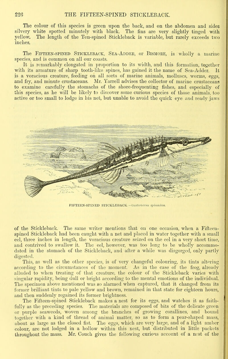 Tlie colour of this species is green upon the back, and on the abdomen and sides silvery white spotted minutely with black. The fins are very slightly tinged with yellow. The length of the Ten-spined Stickleback is variable, but rarely exceeds two inches. The FiFTEEN-SPiNED STICKLEBACK, Sea-Addee, or BiSMOEE, is M'holly a marine species, and is common on all om coasts. It is remarkably elongated in proportion to its width, and this formation, together with its armature of sharp tooth-like spines, has gained it the name of Sea-Adder. It is a voracious creature, feeding on all sorts of marine animals, molluscs, worms, eggs, and fry, and minute crustaceans. Mr. Yarrell advises the collector of marine crustaceans to examine carefully the stomachs of the shore-frequenting fishes, and especially of this species, as he will be likely to discover some curious species of those animals, too active or too small to lodge in his net, but unable to avoid the quick eye and ready jaws of the Stickleback. The same writer mentions that on one occasion, when a Fifteeu- spined Stickleback had been caught with a net and placed in water together with a small eel, three inches in length, the voracious creature seized on the eel in a very short time, and contrived to swallow it. The eel, however, was too long to be wholly accommo- dated in the stomach of the Stickleback, and after a while was disgorged, only partly digested. This, as well as the other species, is of very changeful colouring, its tints altering according to the circumstances of the moment. As in the case of the frog, already alluded to when treating of that creature, the colour of the Stickleback varies with singular rapidity, being dull or bright according to the mental emotions of the individual. The specimen above mentioned was so alarmed when captured, that it changed from its former brilliant tints to pale yellow and brown, remained in that state for eighteen hours, and then suddenly regained its former brightness. The Fifteen-spined Stickleback makes a nest for its eggs, and watches it as faith- fully as the preceding species. The materials are composed of bits of the delicate green or purple seaweeds, woven among the branches of growing corallines, and bound together with a kind of thread of animal matter, so as to form a pear-shaped mass, about as large as the closed fist. The eggs, which are very large, and of a light amber colour, are not lodged in a hollow within this nest, but distributed in little packets throughout the mass. Mr. Couch gives the following curious account of a nest of the