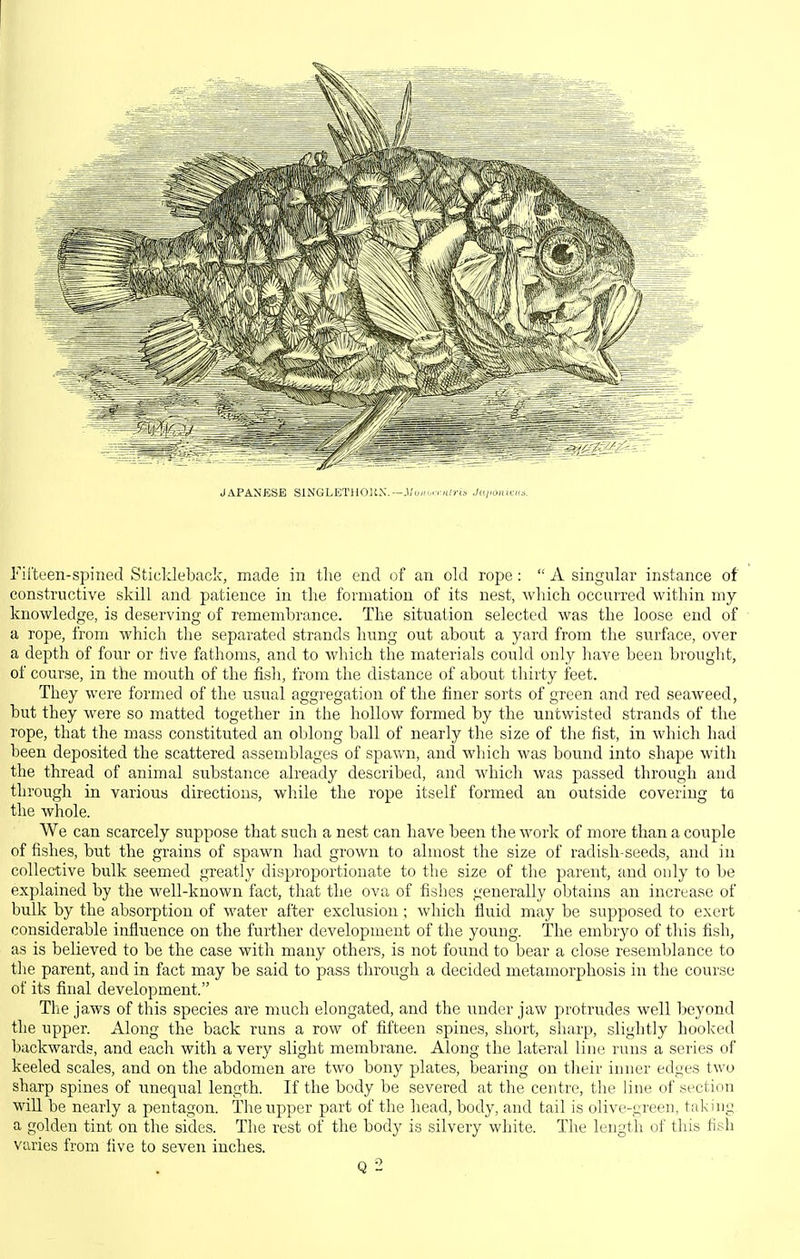 JAPANESE SlNGLETUOliX.—.i;o»'..T;i;r(s Japotiixns. Fifteen-spined Sticldeback, made in the end of an old rope:  A singular instance of constructive skill and patience in tlie formation of its nest, which occurred within my knowledge, is deserving of remembrance. The situation selected was the loose end of a rope, from which the separated strands hung out about a yard from the surface, over a depth of four or iive fathoms, and to which the materials could only have been brought, of coui'se, in the mouth of the fish, from the distance of about tliirty ieet. They were formed of the usual aggregation of the finer sorts of green and red seaweed, but they were so matted together in the hollow formed by the untwisted strands of the rope, that the mass constituted an oblong ball of nearly the size of the fist, in which had been deposited the scattered assemblages of spavv'n, and which was bound into shape witli the thread of animal substance already described, and which was passed through and till •ough in various directions, while the rope itself formed an outside covering to the whole. We can scarcely suppose that such a nest can have been the work of more than a couple of fishes, but the grains of spawn had grown to almost the size of radish-seeds, and in collective bulk seemed greatly disproportionate to the size of the parent, and only to be explained by the well-known fact, that the ova of fishes generally obtains an increase of bulk by the absorption of water after exclusion ; which fluid may be supposed to exert considerable influence on the further development of the young. The embryo of this fish, as is believed to be the case with many others, is not found to bear a close resemblance to the parent, and in fact may be said to pass through a decided metamorphosis in the course of its final development. The jaws of this species are much elongated, and the under jaw protrudes well beyond the upper. Along the back runs a row of fifteen spines, short, sharp, slightly hooked backwards, and each with a very slight membrane. Along the lateral line runs a series of keeled scales, and on the abdomen are two bony plates, bearing on their inner edges two sharp spines of nnequal length. If the body be severed at the centre, the line of section will be nearly a pentagon. The upper part of the head, body, and tail is olive-green, taking a golden tint on the sides. The rest of the body is silvery white. The length of this fisli varies from live to seven inches. Q2