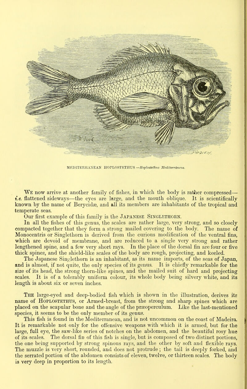 MEDITERRANEAN HOPLOSTETHUS —Hoplostethvs Mediterrdnevs. We now arrive at another fainily of fishes, in which the body is rather compressed— t.e. flattened sideways—the eyes are large, and the mouth oblique. It is scientifically known by the name of Berycidse, and all its members are inhabitants of the tropical and temperate seas. Our first example of this family is the Japanese Singlethorn. In all the fishes of this genus, the scales are rather large, very strong, and so closely compacted together that they form a strong mailed covering to the body. The name of Monocentris or Singlethorn is derived from the curious modification of the ventral fins, which are devoid of membrane, and are reduced to a single very strong and rather lengthened spine, and a few very short rays. In the place of the dorsal fin are four or five thick spines, and the shield-like scales of the body are rough, projecting, and keeled. The Japanese Sin,!.;iethorn is an inhabitant, as its name imports, of the seas of Japan, and is almost, if not quite, the only species of its genus. It is chiefly remarkable for the size of its head, the strong thorn-like spines, and the mailed suit of hard and projecting scales. It is of a tolerably uniform colour, its whole body being silvery white, and its length is about six or seven inches. The large-eyed and deep-bodied flsh which is shown in the illustration, derives its name of Hoplostethus, or Armed-breast, from the strong and sharp spines which are placed on the scapular bone and the angle of the prasoperculum. Like the last-mentioned species, it seems to be the only member of its genus. This fish is found in the Mediterranean, and is not uncommon on the coast of Madeira. It is remarkable not only for the offensive weapons with which it is armed, but for the large, full eye, the saw-like series of notches on the abdomen, and the beautiful rosy hue of its scales. The dorsal &n of this fish is single, but is composed of two distinct portions, the one being supported by strong spinous rays, and the other by soft and flexible rays. The muzzle is very short, rounded, and does not protrude; the tail is deeply forked, and the serrated portion of the abdomen consists of eleven, twelve, or thirteen scales. The body is very deep in proportion to its length.