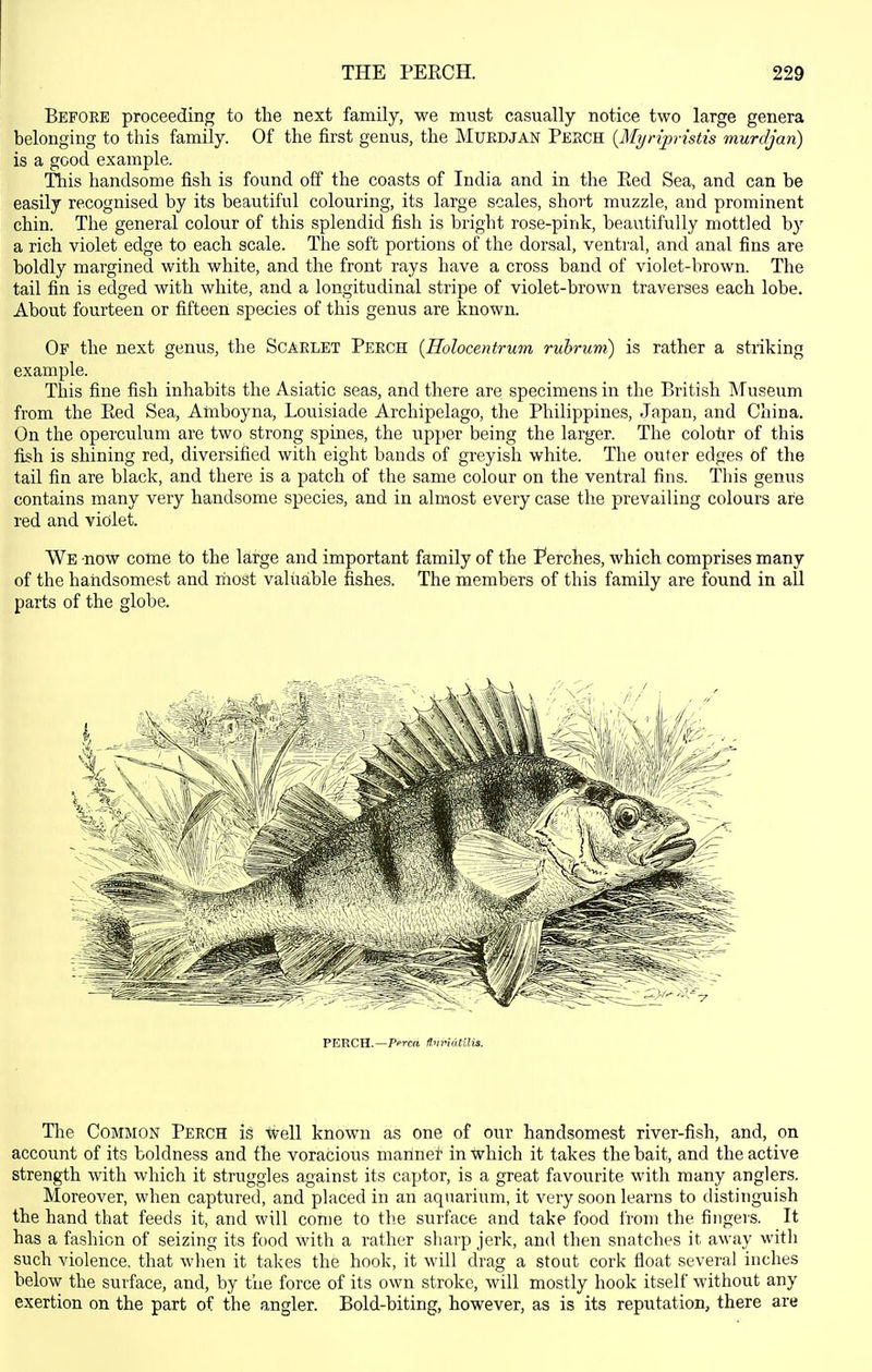 Before proceeding to the next family, we must casually notice two large genera belonging to this family. Of the first genus, the Muedjan Perch {Myripristis murdjan) is a good example. This handsome fish is found off the coasts of India and in the Eed Sea, and can be easily recognised by its beautiful colouring, its large scales, short muzzle, and prominent chin. The general colour of this splendid fish is bright rose-pink, beautifully mottled by a rich violet edge to each scale. The soft portions of the dorsal, ventral, and anal fins are boldly margined with white, and the front rays have a cross band of violet-brown. The tail fin is edged with white, and a longitudinal stripe of violet-brown traverses each lobe. About fourteen or fifteen species of this genus are known. Of the next genus, the Scaklet Perch {Holocentrum ruhrum) is rather a striking example. This fine fish inhabits the Asiatic seas, and there are specimens in the British Museum from the Eed Sea, Amboyna, Louisiade Archipelago, the Philippines, Japan, and China. On the operculum are two strong spines, the upper being the larger. The colotir of this fiiih is shining red, diversified with eight bands of greyish white. The outer edges of the tail fin are black, and there is a patch of the same colour on the ventral fins. This genus contains many very handsome species, and in almost every case the prevailing colours are red and violet. We now come to the large and important family of the Perches, which comprises many of the handsomest and most valuable fishes. The members of this family are found in all parts of the globe. The Common Perch is tv'ell known as one of our handsomest river-fish, and, on account of its boldness and the voracious manned in which it takes the bait, and the active strength with which it struggles against its captor, is a great favourite with many anglers. Moreover, when captured, and placed in an aquarium, it very soon learns to distinguish the hand that feeds it, and will come to the surface and take food from the fingers. It has a fashion of seizing its food with a rather sharp jerk, and then snatches it away with such violence, that wlien it takes the hook, it will drag a stout cork float several inches below the surface, and, by the force of its own stroke, will mostly hook itself without any exertion on the part of the angler. Bold-biting, however, as is its reputation, there are