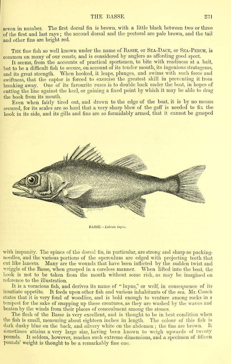 THE BASSE. seven in number. The first dorsal fin is brown, with a little black between two or three of the first and last rays; the second dorsal and the pectoral are pale brown, and the tail and other fins are bright red. The fine fish so well known under the name of Basse, or Sea-Dace, or Sea-Peech, is common on many of our coasts, and is considered by anglers as affording good sport. It seems, from the accounts of practical sportsmen, to bite with readiness at a bait, but to be a difficult fish to secure, on account of its tender mouth, its ingenious stratagems, and its great strength. When hooked, it leaps, plunges, and swims with such force and swiftness, that the captor is forced to exercise the greatest skill in preventing it from breaking away. One of its favourite ruses is to double back under the boat, in hopes of cutting the line against the keel, or gaining a fixed point by which it may be able to drag the hook from its mouth. Even when fairly tired out, and drawn to the edge of the boat, it is by no means secured, for its scales are so bard that a very sharp blow of the gaff is needed to fix the hook in its side, and its gills and fins are so formidably armed, that it cannot be grasped BASSE.—Lcfrt-oi Uipiix. with impunity. Tlie spines of the dorsal fin, in particular, are strong and sharp as packing- needles, and the various portions of the operculum are edged with projecting teeth that cut like lancets. Many are the wounds that have been inflicted by the sudden twist and wriggle of the Basse, when grasped in a careless manner. AVhen lifted into the boat, the hook is not to be taken from the mouth without some risk, as may be imagined on reference to the illustration. It is a voracious fish, and derives its name of  lupus, or wolf, in consequence of its insatiate appetite. It feeds upon other fish and various inhabitants of the sea. Mr. Coucii states that it is very fond of woodlice, and is bold enough to venture among rocks in a tempest for the sake of snapping up these creatures, as they are washed by the waves and beaten by the winds from their places of concealment among the stones. The flesh of the Basse is very excellent, and is thought to be in best condition when the fish is small, measurinfr about eighteen inches in leno;th. The colour of this fish is ITT T dark dusky blue on the back, and silvery white on the abdomen ; the fins are brown. II sometimes attains a very large size, having been known to weigh upwards of twenty pounds. It seldom, however, reaches such extreme dimensions, and a specimen of fifteen pounds' weight is thought to be a remarkably fine one.