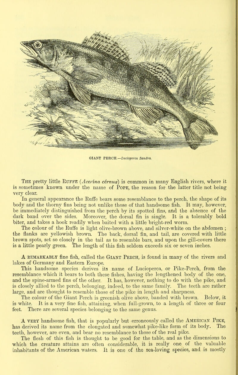 GIANT PERCH.—Lucioperca Sandra. The pretty little Eufpe (AceHna cirnua) is common in many English rivers, where it is sometimes known under the name of Pope, the reason for the latter title not being very clear. In general appearance the Euffe bears some resemblance to the perch, the shape of its body and the thorny fins being not imlike those of that handsome fish. It may, however, be immediately distinguished from the perch by its spotted fins, aiid the absence of the dark band over the sides. Moreover, the dorsal fin is single. It is a tolerably bold biter, and takes a hook readily when baited with a little bright-red worm. The colour of the Ruffe is light olive-brown above, and silver-white on the abdomen ; the flanks are yellowish brown The back, dorsal fin, and tail, are covered with little brown spots, set so closely in the tail as to resemble bars, and upon the gill-covers there is a little pearly green. The length of this fish seldom exceeds six or seven inches. A BEMAEKABLT fine fish, called the Giant Perch, is found in many of the rivers and lakes of Germany and Eastern Europe. lliis handsome species derives its name of Lucioperca, or Pike-Perch, from the resemblance which it bears to both these fishes, having the lengthened body of the one, and the spine-armed fins of the other. It has, however, nothing to do with the pike, and is closely allied to the perch, belonging, indeed, to the same family. The teeth are rather large, and are thought to resemble those of the pike in length and sharpness. The colour of the Giant Perch is greenish olive above, banded with brown. Below, it is white. It is a very fine fish, attaining, when full-grown, to a length of three or four feet. There are several species belonging to the same genus. A VERY handsome fish, that is popularly but erroneously called the American Pike, has derived its name from the elongated and somewhat pike-like form of its body. The teeth, however, are even, and bear no resemblance to those of the real pike. The flesh of this fish is thought to be good for the table, and as the dimensions to which the creature attains are often considerable, it is really one of the valuable inhabitants of the American waters. It is one of the sea-loving species, and is mostly