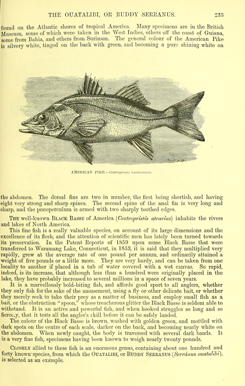 found on the Atlantic shores of tropical America. Many specimens are in the British Museum, some of which were taken in the West Indies, others off the coast of Guiana, some from Bahia, and others from Surinam. The general colour of the American Pike is silvery white, tinged on the back with green, and becoming a pure shining white on the abdomen. The dorsal fins are two in number, the first being shortish, and having eight very strong and sharp spines. The second spine of the anal fin is very long and sharp, and the prteoperculum is armed with two sharply toothed edges. The well-known Black Basse of America {Centropristis atrarius) inhabits the rivers and lakes of North America. This fine fish is a really valuable species, on account of its large dimensions and the excellence of its flesh, and the attention of scientific men has lately been turned towards its preservation. In the Patent Reports of 1859 upon some Black Basse that were transferred to Waramang Lake, Connecticut, in 1853, it is said that they multiplied very rapidly, grew at the average rate of one pound per annum, and ordinarily attained a weight of five pounds or a little more. They are very hardy, and can be taken from one locality to another if placed in a tub of water covered with a wet canvas. So rapid, indeed, is its increase, that although less than a himdred were originally placed in the lake, they have probably increased to several millions in a space of seven years. It is a marvellously bold-biting fish, and affords good sport to all anglers, whether they only fish for the sake of the amusement, using a fly or other delicate bait, or whether they merely seek to take their prey as a matter of business, and employ small fish as a bait, or the obstruction  spoon, whose treacherous glitter the Black Basse is seldom able to withstand. It is an active and powerful fish, and when hooked struggles so long and so fierccxy, that it tests all the angler's skill before it can be safely landed. The colour of the Black Basse is brown, washed with golden green, and mottled with dark spots on the centre of each scale, darker on the back, and becoming nearly \Vhite on the abdomen. When newly caught, the body is traversed with several dark bands. It is a very fine fish, specimens having been known to weigh nearly twenty pounds. Closely allied to these fish is an enormous genus, containing about one hundred and forty known- species, from which the Ouatalibi, or Ruddy Seeranus {Serrdnus ouatalibi), is selected as an example.