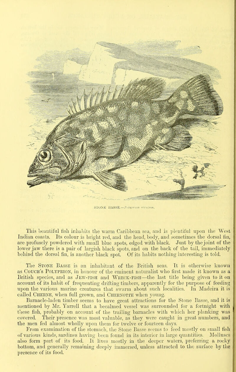 a'roNK liASSK.—.''■.(■'//■'.C'li rirnivm. This Leautifal fish inhabits the warm Caribbean sea, and is plentiful upon the West Indian coasts. Its colour is bright red, and the head, body, and sometimes the dorsal fin, are profusely powdered with small blue spots, edged with black. Just by the joint of the lower jaw there is a pair of largish black spots, and on the back of the tail, immediately behind the dorsal fin, is another black spot. Of its habits nothing interesting is told. The Stone Basse is an inhabitant of the British seas. It is otherwise known as Couch's Polypeion, in honour of the eminent naturalist who first made it known as a British species, and as Jew-fish and Wreck-fish—the last title being given to it on account of its habit of frequenting drifting timbers, apparently for the purpose of feeding upon the various marine creatures that swarm about such localities. In Madeira it is called Cherne, when full grown, and CHEENorrE when young. Barnacle-laden timber seems to have great attractions for the Stone Basse, and it is mentioned by Mr. Yarrell that a becalmed vessel was surrounded for a fortnight with these fish, probably on account of the trailing barnacles with which her planking was covered. Their presence was most valuable, as they were caught in great numbers, and the men fed almost wholly upon them, for twelve or fourteen days. From examination of the stomach, the Stone Basse seems to feed mostly on small fish of various kinds, sardines having been found in its interior in large quantities. Molluscs also form part of its food. It lives mostly in the deeper waters, preferring a rocky bottom, and generally remaining deeply inmiersed, unless attracted to the surface by the presence of its food.