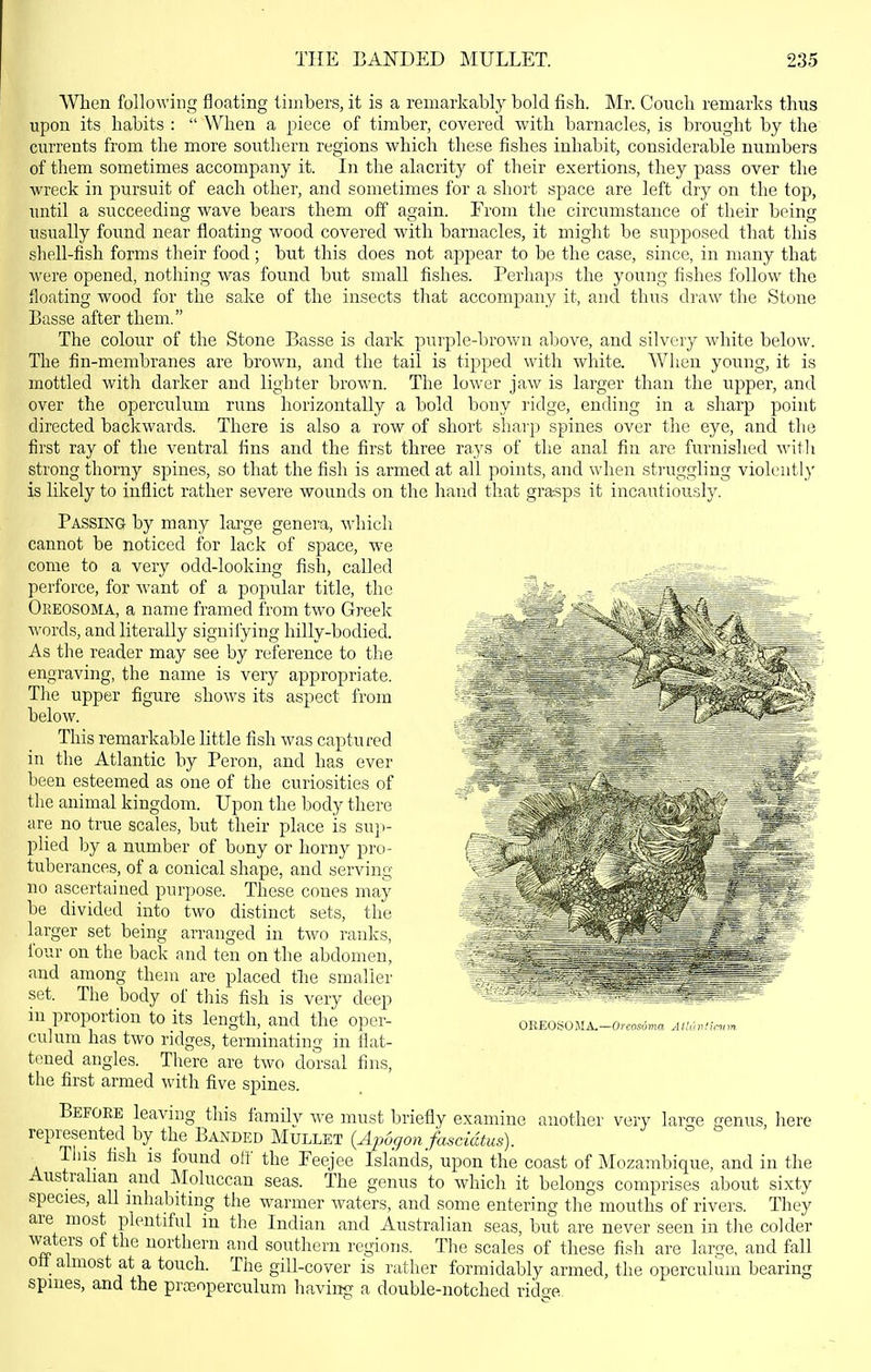 When following floating timbers, it is a remarkably bold fish. Mr. Conch remarks thus upon its habits :  When a piece of timber, covered with barnacles, is brought by the currents from the more southern regions which these fishes inhabit, considerable numbers of them sometimes accompany it. In the alacrity of their exertions, they pass over the wreck in pursuit of each other, and sometimes for a short space are left dry on the top, until a succeeding wave bears them off again. From the circumstance of their being usually found near floating wood covered with barnacles, it might be supposed that this shell-fish forms their food ; but this does not appear to be the case, since, in many that were opened, nothing was found but small fishes. Perhaps the young fishes follow the floating wood for the sake of the insects that accompany it, and thus draw the Stone Basse after them. The colour of the Stone Basse is dark purple-brown above, and silvery white below. The fin-membranes are brown, and the tail is tipped with white. When young, it is mottled with darker and lighter brown. The lower jaw is larger than the upper, and over the operculum runs horizontally a bold bony ridge, ending in a sharp point directed backwards. There is also a row of short sharp spines over the eye, and the first ray of the ventral fins and the first three rays of the anal fin are furnished witli strong thorny spines, so that the fish is armed at all points, and when struggling violently is likely to inflict rather severe wounds on the hand that grasps it incautiously. Passing by many lai-ge genera, which cannot be noticed for lack of space, we come to a very odd-looking fish, called _ -  perforce, for want of a popular title, the MM a, -.-=^- ^ ;\ , -^j^g^ . Oreosoma, a name framed from two Greek words, and literally signifying hilly-bodied. As the reader may see by reference to the engraving, the name is very appropriate. The upper figure shows its aspect from below. This remarkable little fish was captured in the Atlantic by Peron, and has ever been esteemed as one of the curiosities of the animal kingdom. Upon the body there are no true scales, but their place is sup- plied by a number of bony or horny pro- tuberances, of a conical shape, and serving no ascertained purpose. These cones may be divided into two distinct sets, the larger set being arranged in two ranks, fou r on the back and ten on the abdomen and among thenr are placed the smaller set. The body of this fish is very deep in proportion to its length, and the oper- culum has two ridges, terminating in flat- tened angles. There are two dorsal fins, the first armed with five spines. Before leaving this family Ave must briefly examine another very large genus, here represented by the Banded Mullet (Apogonfascidtus). This fish is found off the Eeejee Islands, upon the coast of Mozambique, and in the Austrahan and Moluccan seas. The genus to which it belongs comprises about sixty species, all mhabitmg the warmer waters, and some entering the mouths of rivers. They are most plentiful in the Indian and Australian seas, but are never seen in the colder waters of the northern and southern regions. The scales of these fish are large, and fall ofl_ almost at a touch. The gill-cover is rather formidably armed, the operculum bearing spines, and the prajoperculum having a double-notched ridge OREOSOMA.—Oreosoma AlhhU