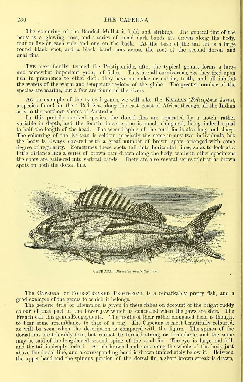 The colouring of the Banded Mullet is bold and striking. The general tint of the body is a glowing rose, and a series of broad dark bands are drawn along the body, four or five on each side, and one on the back. At the base of the tail fin is a large round black spot, and a black band runs across the root of the second dorsal and anal fins. The next family, termed the Pnstipomidse, after the typical genus, forms a large and somewhat important group of fishes. They are all carnivorous, i.e. they feed upon fish in preference to other diet; they have no molar or cutting teeth, and all inhabit the waters of the warm and temperate regions of the globe. The greater number of the species are marine, but a few are found in the rivers. As an example of the typical genus, we will take the KakAAN {Pristipoma hasta), a species found in the  Ked Sea, along the east coast of Africa, through all the Indian seas to the northern shores of Australia. In this prettily marked species, the dorsal fins are separated by a notch, rather variable in depth, and the fourth dorsal spine is much elongated, being indeed equal to half the length of the head. The second spine of the arlal fin is also long and sharp. The colouring of the Kakaan is seldom precisely the same in any two individuals, but the body is always covered with a great number of browtl spots, arranged with some degree of regularity. Sometimes these spots fall into horizontal lines, so as to look at a little distance like a series of brown bars drawn along the body, while in other specimens the spots are ga,thered into vertical bands. There are also sevei'al series of circular brown spots on both the dorsal fins. CAPEUNA.—Hxtnulon qvadrilineittuin^ The Capeuna, or EoUR-s'tiiBAKBD Eed-theoat, is a remarkably pretty fish, and a good example of the genus to which it belongs. The generic title of Ha;mulon is given to these fishes on account of the bright ruddy colour of that part of the lower jaw which is concealed when the jaws are shut. The French call this genus Eougegueule. The profile of their rather elongated head is thought to bear some resemblance to that of a pig. The Capeuna is most beautifully coloured, as will be seen when the description is compared with the figure. The spines of the dorsal fins are tolerably firm, but cannot be termed strong or formidable, and the same may be said of the lengthened second spine of the anal fin. The eye is large and full, and the tail is deeply forked. A rich brown band runs along the whole of the body just above the dorsal line, and a corresponding band is drawn immediately below it. Between the upper band and the spinous portion of the dorsal fin, a short brown streak is drawn,