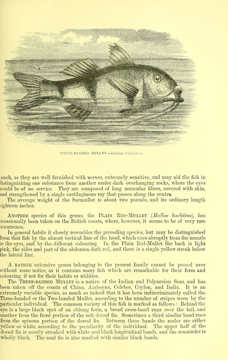 T!IK:?r; BAN'DED MVI.WV. — Upeiiins (i-i/uyc/ii/ -ouch, as they are well furnished with nerves, extremely sensitive, and may aid the fish in listinguishing one substance from another under dark overhanging rocks, where the eyes ivould be of no service. They are composed of long muscular fibres, covered with skin, md strengthened by a single cartilaginous ray that passes along the centre. The average weight of the Surmullet is about two pounds, and its ordinary length iighteen inches. Another species of this genus, the Plain Red-Mullet {Mullus barhdtus), has occasionally been taken on the British coasts, where, however, it seems to be of very rare occurrence. In general habits it closely resembles the preceding species, but may be distinguished from that fish by the almost vertical line of the head, which rises abruptly from the muzzle to the eyes, and by the different colouring. In the Plain Eed-MuUet the back is light pink, the sides and part of the abdomen dark red, and there is a single yellow streak below the lateral line. A BATHER extensive genus belonging to the present family cannot be passed over without some notice, as it contains many fish which are remarkable for their form and colouring, if not for their habits or utilities. The Three-banded Mullet is a native of the Indian and Polynesian Seas, and has been taken off the coasts of China, Amboyna, Celebes, Ceylon, and India. It is an extremely variable species, so much so indeed that it has been indiscriminately called the Three-banded or the Two-banded Mullet, according to the number of stripes Avorn by the particular individual. The common variety of this fish is marked as follows : Behind the eye is a large black spot of an oblong form, a broad cross-band runs over the tail, and o.nother from the front portion of the soft dorsal fin. Sometimes a third similar band rises from the spinous portion of the dorsal fin. Between these bands the scales are either yellow or white, according to the peculiarity of the individual. The upper half of the dorsal fin is mostly streaked with white and black longitudinal bands, and the remainder is wholly black. The anal fin is also marlred with similar black bands.