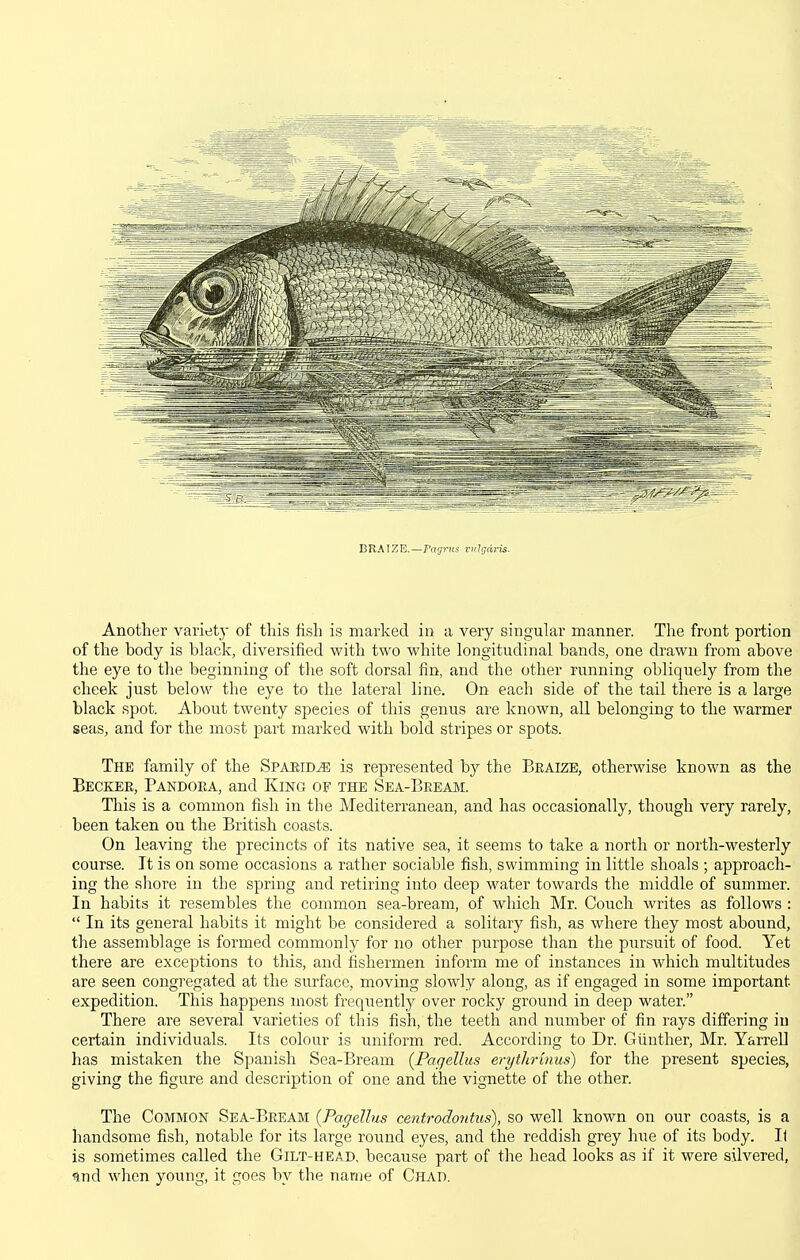 ERATZE.—Pagi~its vulgaris. Another variety of this fish is marked in a very singular manner. The front portion of the body is black, diversified with two white longitudinal bands, one drawn from above the eye to the beginning of the soft dorsal fin, and the other running obliquely from the cheek just below the eye to the lateral line. On each side of the tail there is a large black spot. About twenty species of this genus are known, all belonging to the warmer seas, and for the most part marked with bold stripes or spots. The family of the Spaeid^ is represented by the Beaizb, otherwise known as the Becker, Pandora, and King of the Sea-Bkeam. This is a common fish in the Mediterranean, and has occasionally, though very rarely, been taken on the British coasts. On leaving the precincts of its native sea, it seems to take a north or north-westerly course. It is on some occasions a rather sociable fish, swimming in little shoals ; approach- ing the sliore in the spring and retiring into deep water towards the middle of summer. In habits it resembles the common sea-bream, of which Mr. Couch wiites as follows :  In its general habits it might be considered a solitary fish, as where they most abound, the assemblage is formed commonly for no other purpose than the pursuit of food. Yet there are exceptions to this, and fishermen inform me of instances in which multitudes are seen congi-egated at the surface, moving slowly along, as if engaged in some important expedition. This happens most frequently over rocky ground in deep water. There are several varieties of this fish, the teeth and number of fin rays differing in certain individuals. Its colour is uniform red. According to Dr. Giinther, Mr. Yarrell has mistaken the Spanish Sea-Bream {Pagellus erytlirmus) for the present species, giving the figure and description of one and the vignette of the other. The Common Sea-Beeam {Pagellus centrodontus), so well known on our coasts, is a handsome fish, notable for its large round eyes, and the reddish grey hiie of its body. Il is sometimes called the Gilt-head, because part of the head looks as if it were silvered, find when young, it goes by the name of Chad.