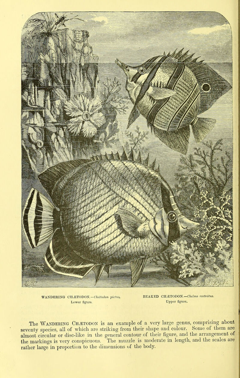 WANDERING OKMTODOti.-Chaitodon picHis. Lower figure. BEAKED CH/ETODON—CTteJmo rostrate. Upper figure. The Wandering Ch^todon is an example of a very large genus, comprising about seventy species, all of which are striking from their shape and colour. Some of them are almost circular or disc-like in the general contour of their figure, and the arrangement of the markings is very conspicuous. The muzzle is moderate in length, and the scales are rather large in proportion to the dimensions of the body.