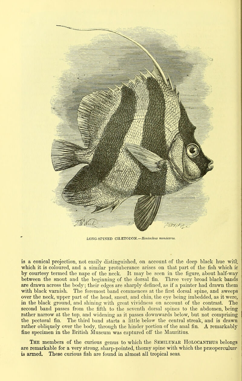 is a conical projection, not easily distinguished, on account of the deep black hue with which it is coloured, and a similar protuberance arises on that part of the fish which is by courtesy termed the nape of the neck. It may be seen in the figure, about half-way between the snout and the beginning of the dorsal fin. Three very broad black bands are drawn across the body; their edges are sharply defined, as if a painter had drawn them with black varnish. The foremost band commences at the first dorsal spine, and sweeps over the neck, upper part of the head, snout, and chin, the eye being imbedded, as it were, in the black ground, and shining with great vividness on account of the contrast. The second band passes from the fifth to the seventh dorsal spines to the abdomen, being rather narrow at the top, and widening as it passes downwards below, but not comprising the pectoral fin. The third band starts a little below the central streak, and is drawn rather obliquely over the body, through the hinder portion of the anal fin. A remarkably fine specimen in the British Museum was captured off the Mauritius. The members of the curious genus to which the Semilunar Holocanthtjs belongs are remarkable for a very strong, sharp-pointed, thorny spine with which the prasoperculuir is armed. These curious fish are found in almost aU tropical seas.