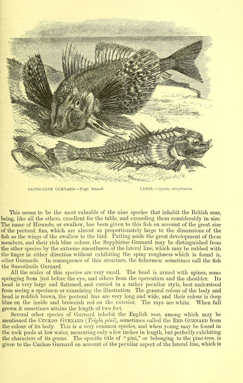 SArPUlUINE GURNARD.—rrijic hirund.; LYRlE.—'A'jonus atlaphracliis. This seems to be the most valuable of the niue species that inhabit the British seas, being, like all the others, excellent for the table, and exceeding them considerably in size. The name of Hirundo, or swallow, has been given to this fish on account of the great size of the pectoral fins, which are almost as proportionately large to the dimensions of the fish as the wings of the swallow to the bird. Putting aside the great development of these members, and their rich blue colour, the Sapphirine Gurnard may be distinguished from the other species by the extreme smoothness of the lateral line, which may be rubbed with the finger in either direction without exhibiting the spiny roughness which is found in other Gurnards. In consequence of this structure, the fishermen sometimes call the fish the Smoothside Gurnard. All the scales of this species are very small. The head is armed with spines, some springing from just before the eye, and others from the operculum and the shoulder. Its head is very large and flattened, and carried in a rather peculiar style, best understood from seeing a specimen or examining the illustration. The general colour of the body and head is reddish brown, the pectoral tins are very long and wide, and their colour is deep blue on the inside and brownish red on the exterior. The rays are white. When full grown it sometimes attains the length of two feet. Several other species of Gurnard inhabit the English seas, among which may be mentioned the CucKOO Gurnard {Triyla pmi), sometimes called the Red Gurnard from the colour of its body. Tliis is a very common species, and when young may be found in the rock pools at low water, measuring only a few inches in length, but perfectly exhibiting the characters of its genus. The specific title of  pini, or belonging to the pine-tree, is given to the Cuckoo Gurnard on account of the peculiar aspect of the lateral line, which is