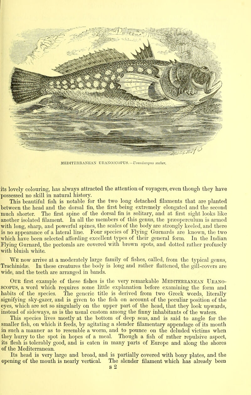 MEDITERRANEAN VRASOSCOFVS. — Umnoscopns scaber. its lovely colouring, has always attracted the attention of voyagers, even though they have possessed no skill in natural history. This beautiful fish is notable for the two long detached filaments that are planted between the head and the dorsal fin, the first being extremely elongated and the second much shorter. The first spine of the dorsal fin is soKtary, and at first sight looks like another isolated filament. In all the members of this genus, the preeoperculum is armed with long, sharp, and powerful spines, the scales of the body are strongly keeled, and there is no appearance of a lateral line. Four species of Flying Gurnards are known, the two which have been selected affording excellent types of their general form. In the Indian Flying Gurnard, the pectorals are covered with brown spots, and dotted rather profusely with bluish white. We now arrive at a moderately large family of fishes, called, from the typical genus, Trachinidse. In these creatures the body is long and rather flattened, the gill-covers are wide, and the teeth are arranged in bands. Our first example of these fishes is the very remarkable Mediterranean Urano- SCOPUS, a word which requires some little explanation before examining the form and habits of the species. The generic title is derived from two Greek words, literally signifying sky-gazer, and is given to the fish on account of the peculiar position of the eyes, which are set so singularly on the upper part of the head, that they look upwards, instead of sideways, as is the usual custom among the finny inhabitants of the waters. This species lives mostly at the bottom of deep seas, and is said to angle for the smaller fish, on which it feeds, by agitating a slender filamentary appendage of its mouth in such a manner as to resemble a worm, and to pounce on the deluded victims when they hurry to the spot in hopes of a meal. Though a fish of rather repulsive aspect, its flesh is tolerably good, and is eaten in many parts of Europe and along the shores of the Mediterranean. Its head is very large and broad, and is partially covered with bony plates, and the openirig of the mouth is nearly vertical. The slender filament which has already been S 2