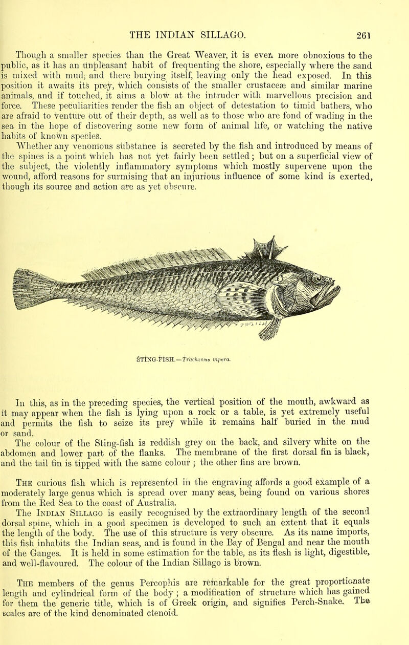 Though a smaller species than the Great Weaver, it is evet more obnoxious to the public, as it has an linpleasant habit of frequenting the shore, especially where the sand is mixed with mud, and there burying itself, leaving only the head exposed. In this position it awaits its prey, ■ivhich consists of the smaller crustacese and similar marine animals, and if touched, it aims a blow at the intruder with marvellous precision and force. These peculiarities render the fish an object of detestation to timid bathers, who are afraid to venttire out of their depth, as well as to those who are fond of wading in the sea in the hope of discovering sonle new form bf animal life, or watching the native habits of known species. AVhetlier any venomous sitbstance is secreted by the fish and introduced by means of the spines is a point which has not yet fairly been settled; but on a superficial view of the subject, the violently inflammatory symptoms which mostly supervene upon the wound, afford reasons for surmising that an injurious influence of some kind is exerted, though its source and action are as yet obscure. In this, as in tie preceding species, the vertical position of tlie mouth, awkward as it may appear when the fish is lying upon a rock or a table, is yet extremely useful and permits the fish to seize its prey while it remains half buried in the mud or sand. The colour of the Sting-fish is reddish grey on the back, and silvery white on the abdomen and lower part of the flanks. The membrane of the first dorsal fin is hlaekj and the tail fin is tipped with the same colour ; the other fins are brown. The curious fish which is represented in the engraving affords a good example of a moderately large genus which is spread over many seas, being found on various shores from the Eed 8ea to the coast of Australia. The Indian Sillago is easily recognised by the extraordinary length of the second dorsal spine, which in a good specimen is developed to such an extent that it equals the length of the body. The use of this structure is very obscure. As its name imports, this fish inhabits the Indian seas, and is found in the Bay of Bengal and near the mouth of the Gauges. It is held in some estimation for the table, as its flesh is light, digestible, and well-flavoured. The colour of the Indian Sillago is brown. The members of the genus Percophis are remarkable for the great proportionate length and cylindrical form of the body ; a modification of structure which has gained for them the generic title, which is of Greek origin, and signifies Perch-Snake. The scales are of the kind denominated ctenoid.